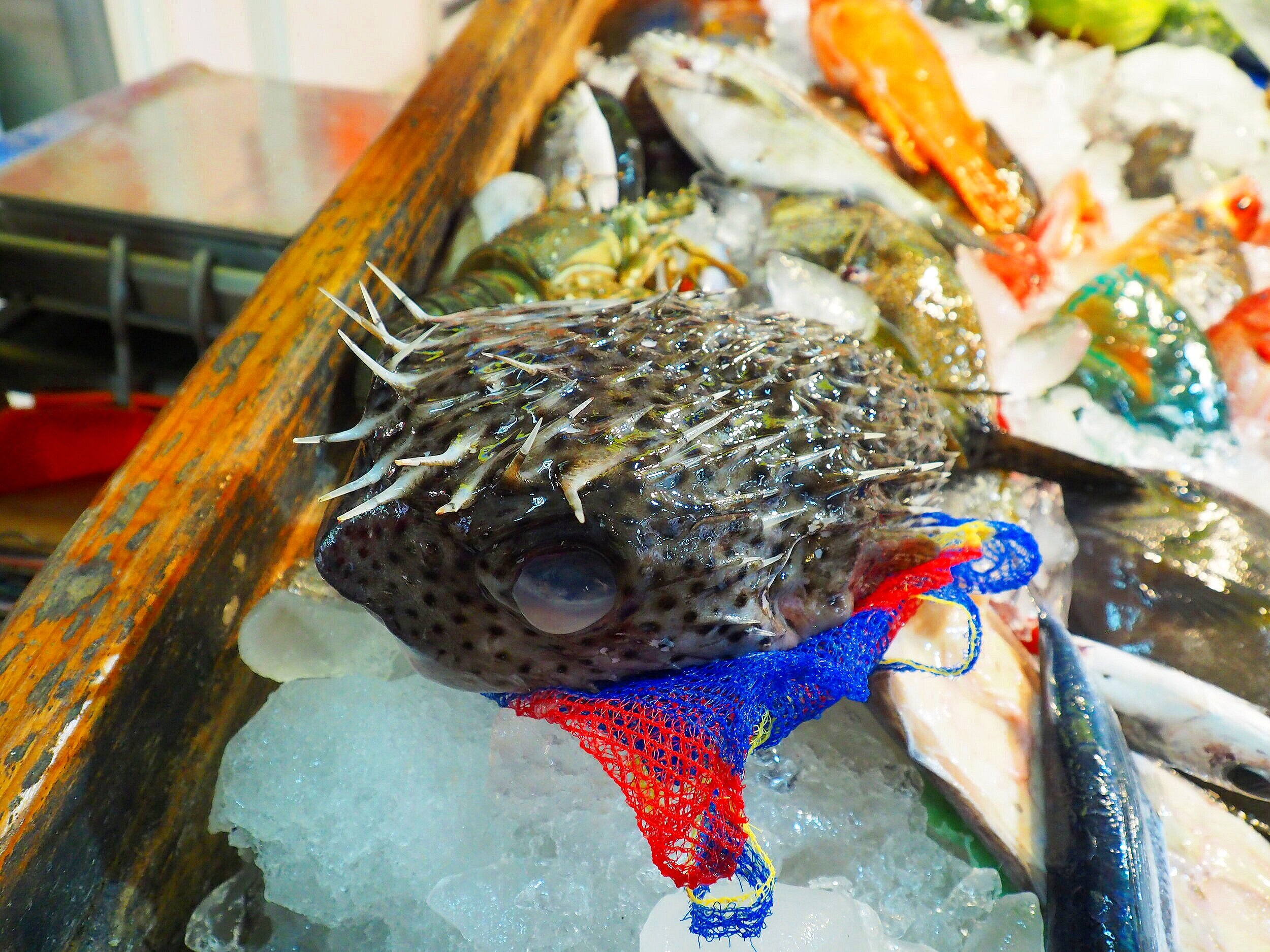 Pufferfish seafood