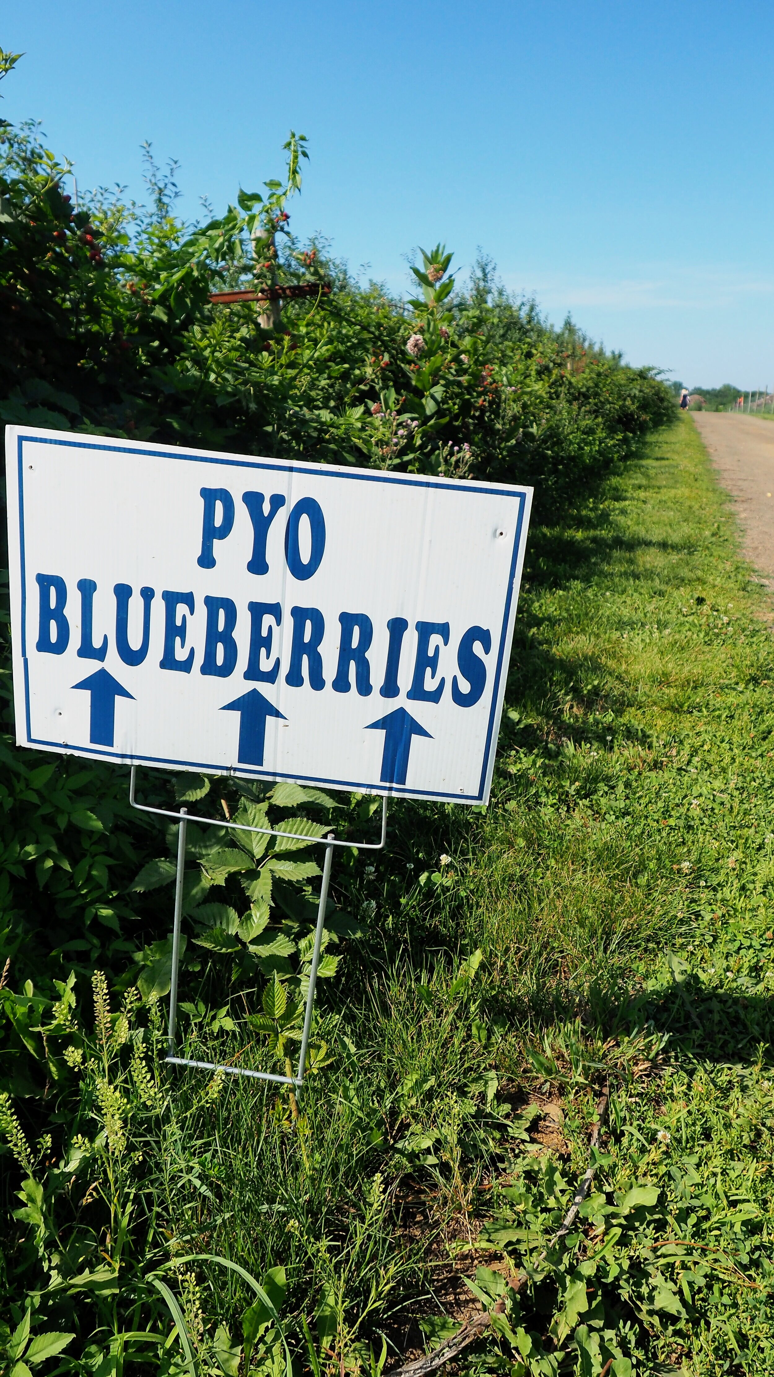 Alstede Farm Berry Picking