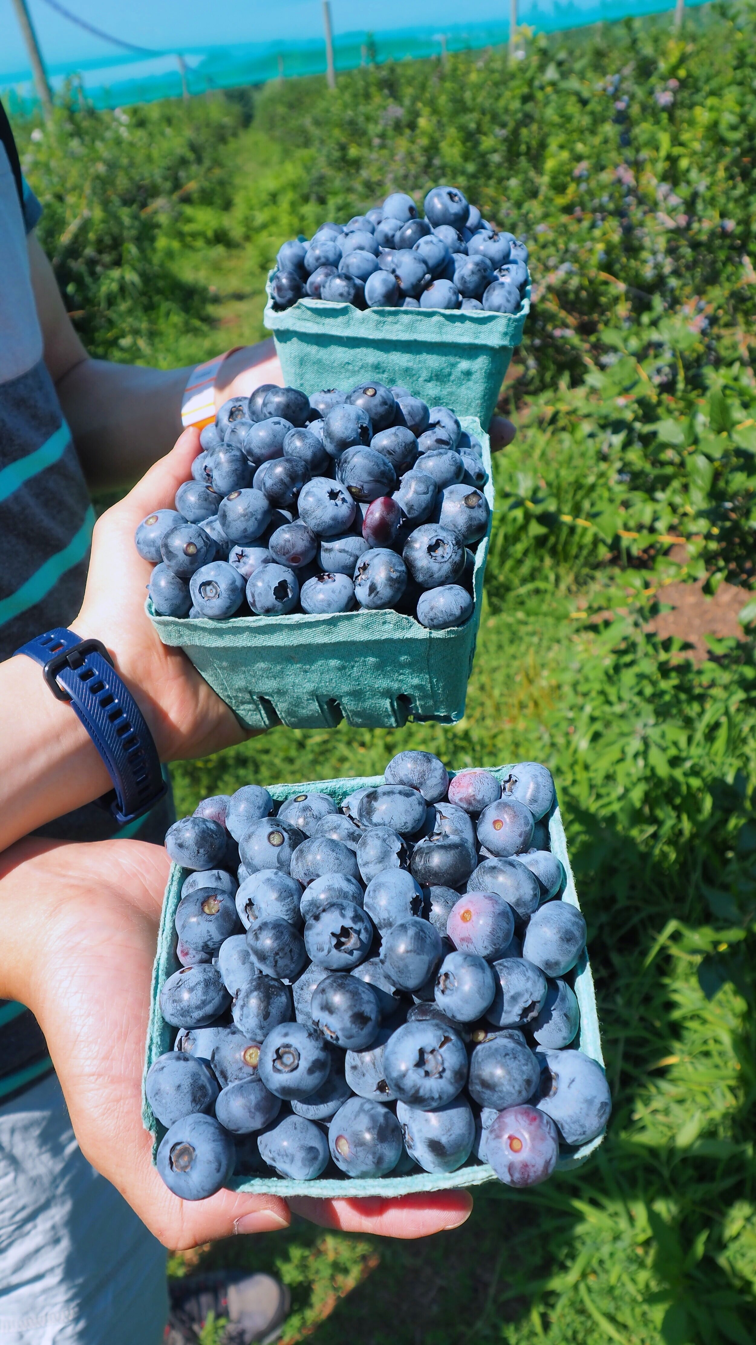 Alstede Farm Blueberry Picking