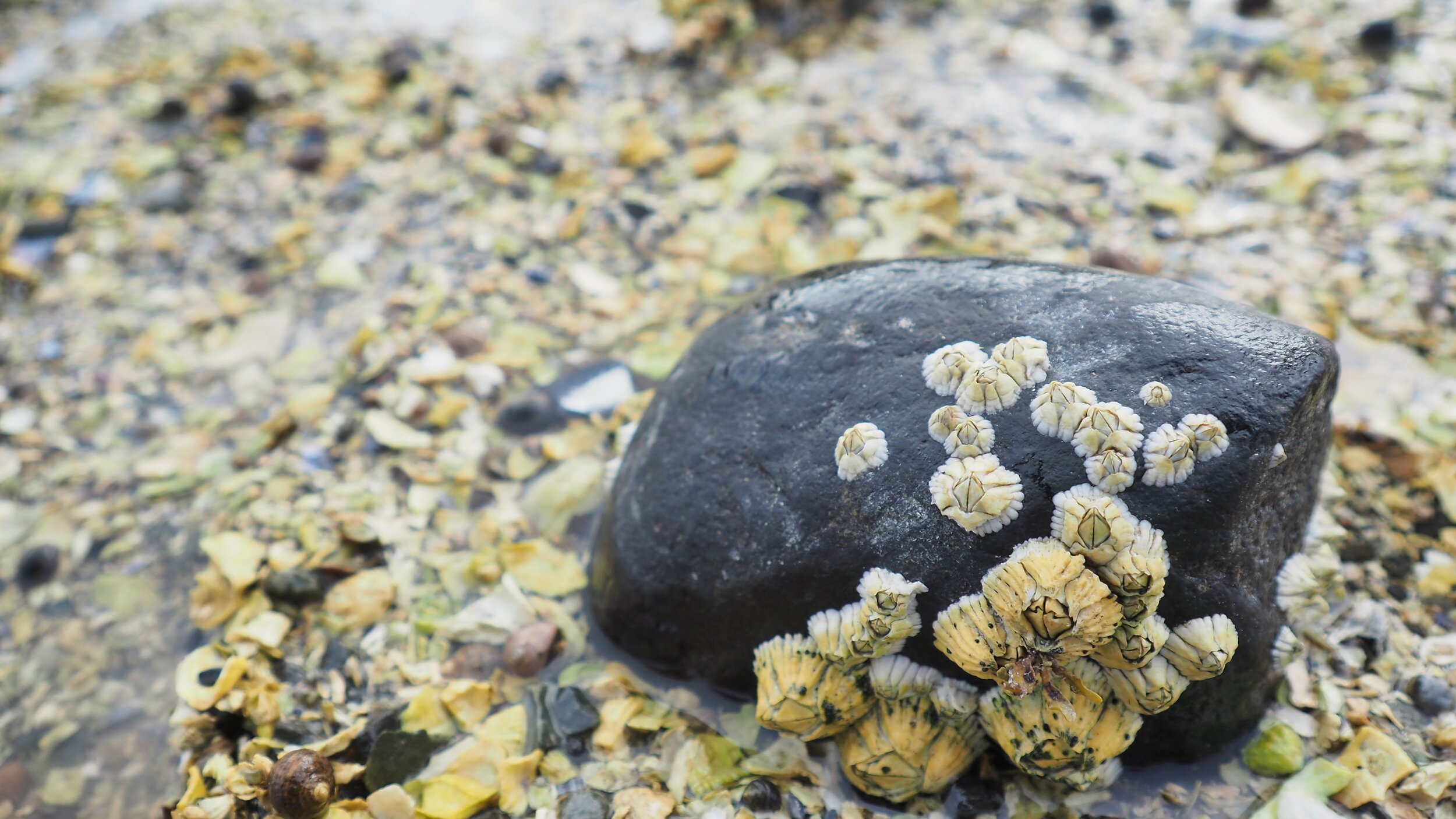 Bar Harbor Bar Island