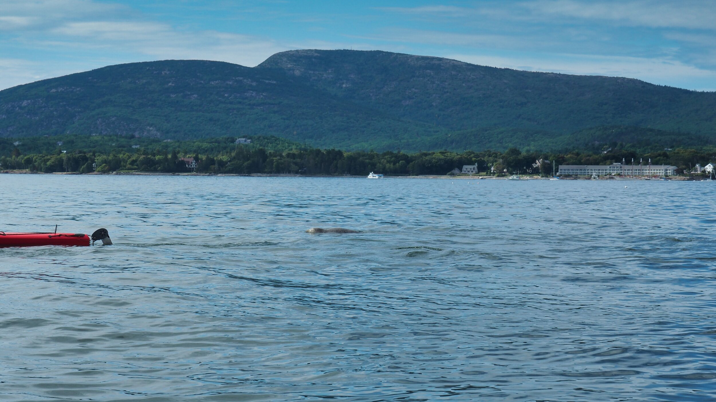 Look closely— a baby seal is popping up to say hello!