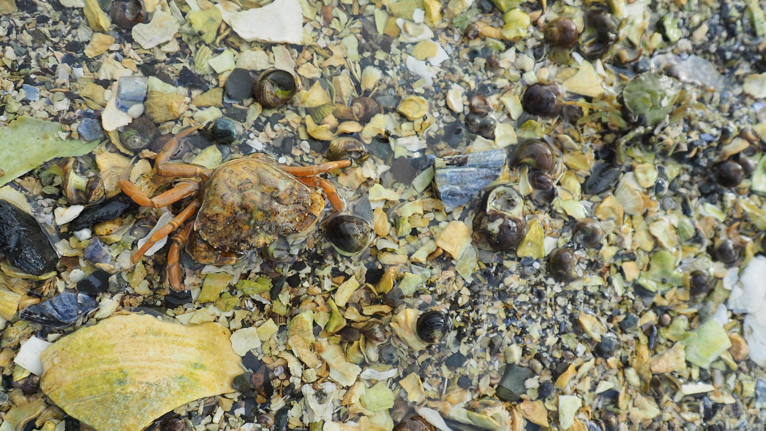 Bar Harbor Bar Island