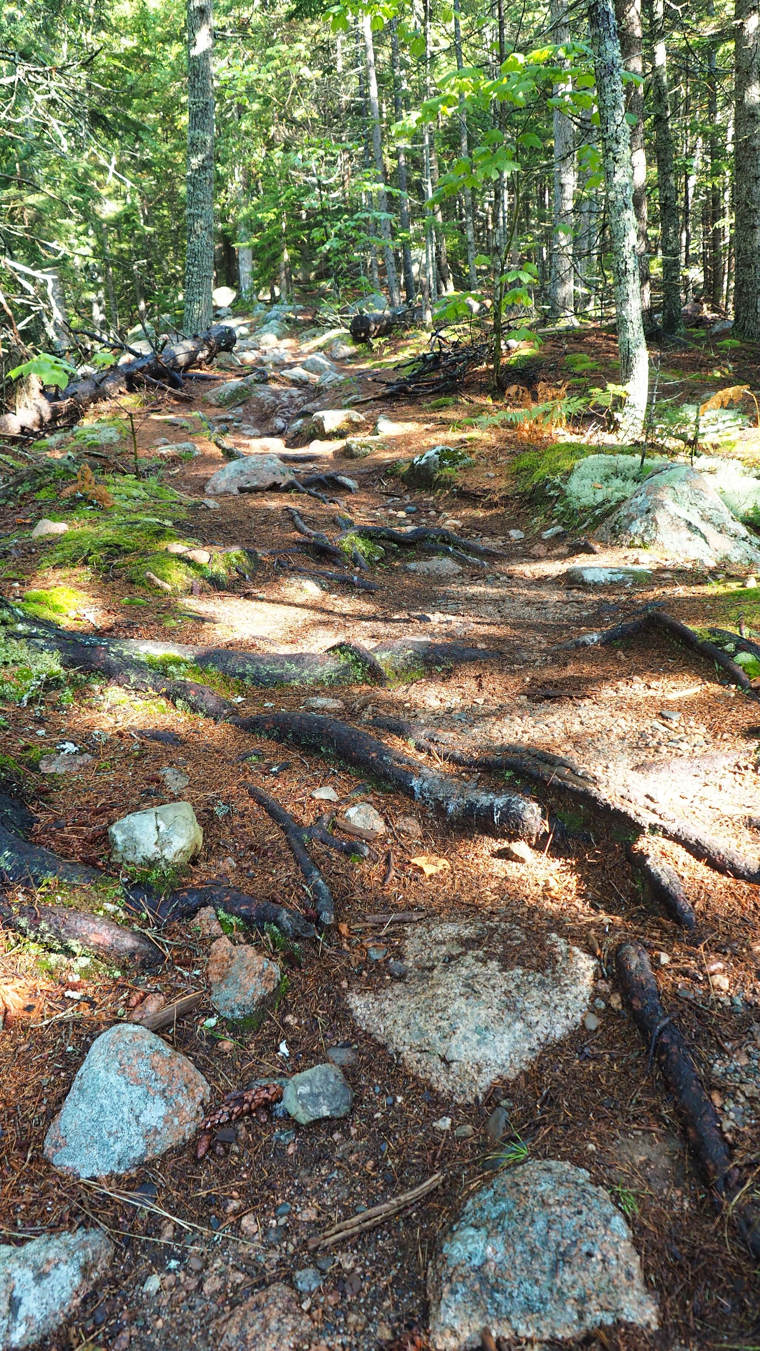 Acadia Spring Trail