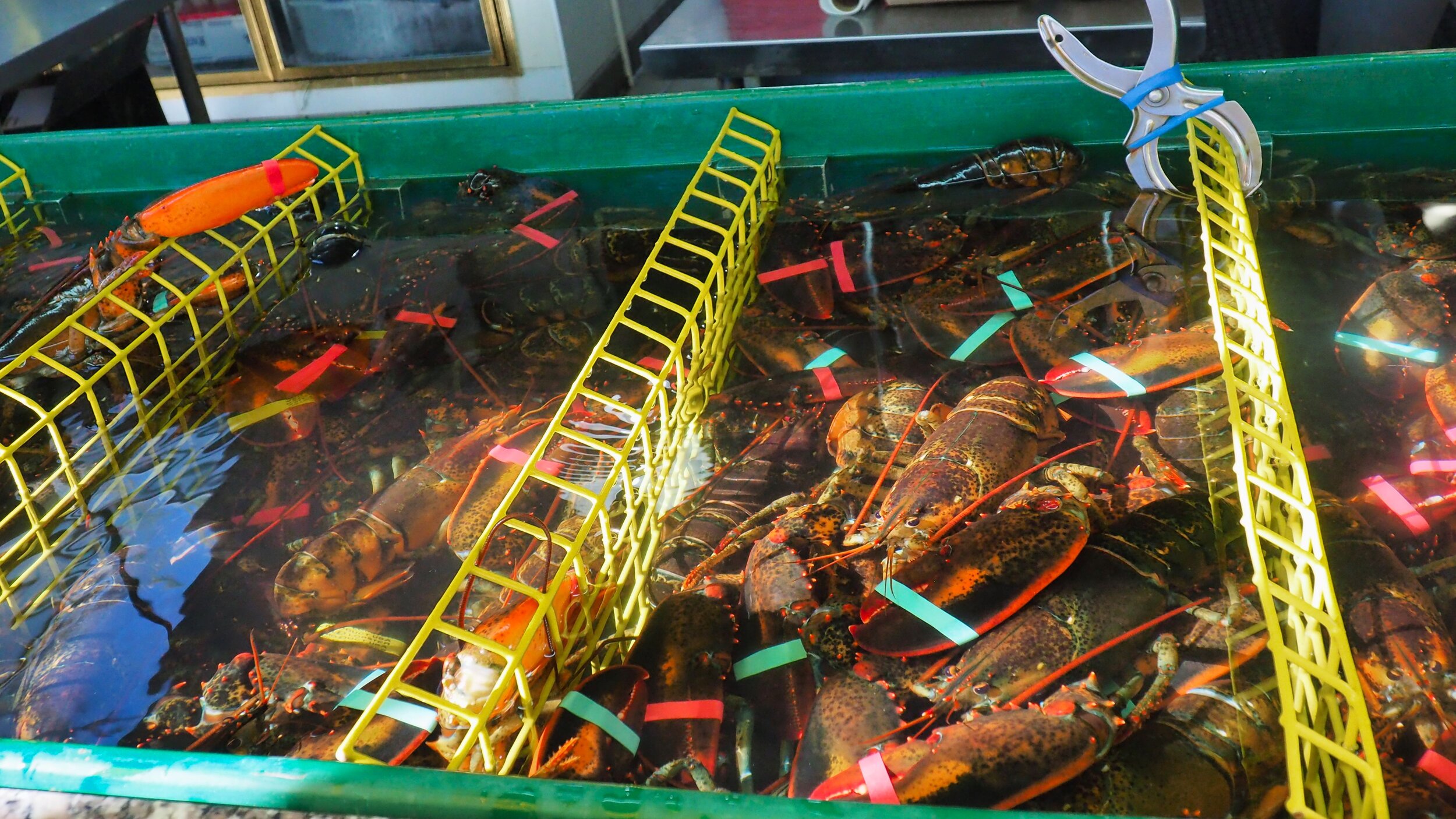 Choose your live lobster at Thurston