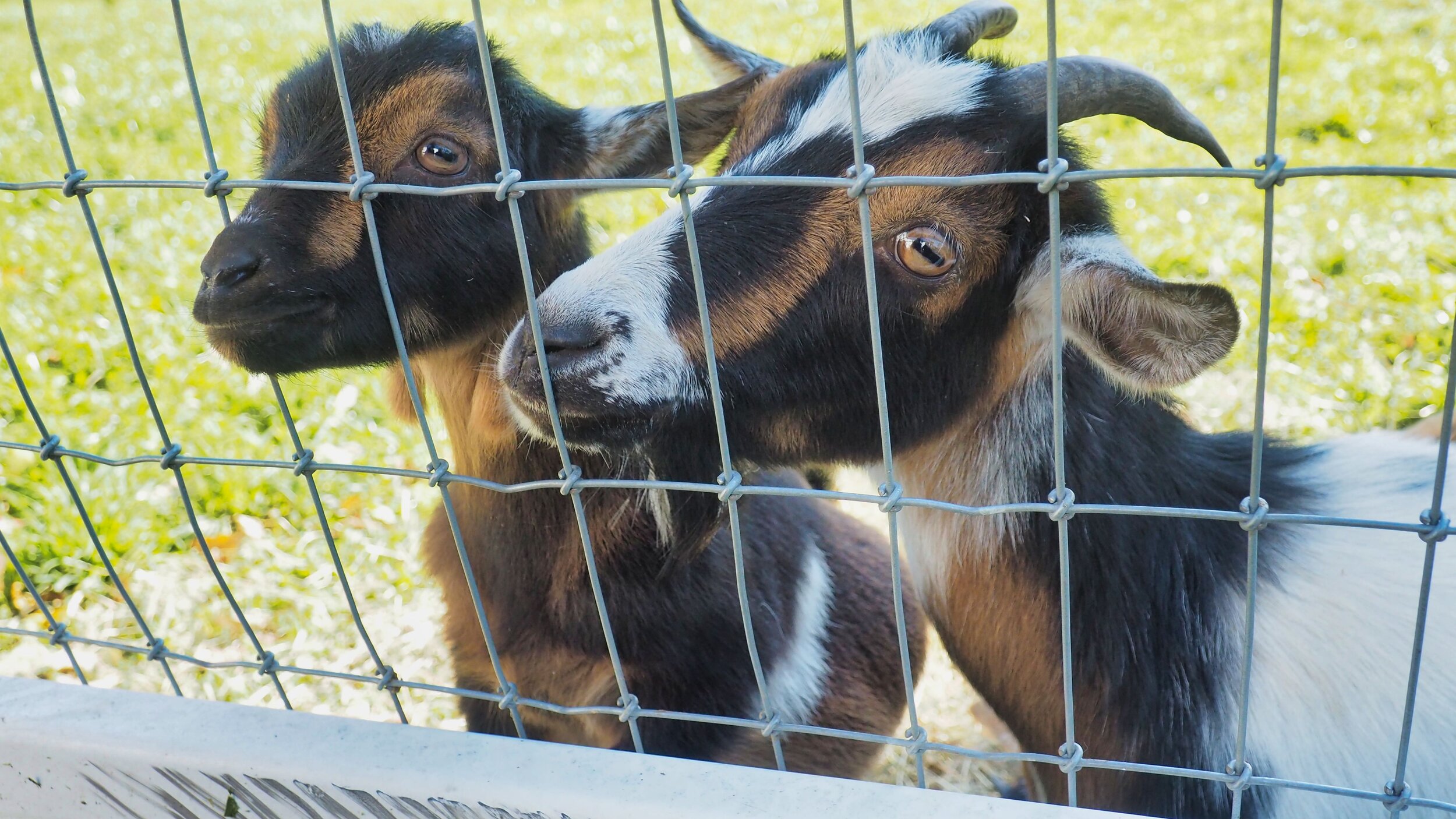 Amish Farm and House