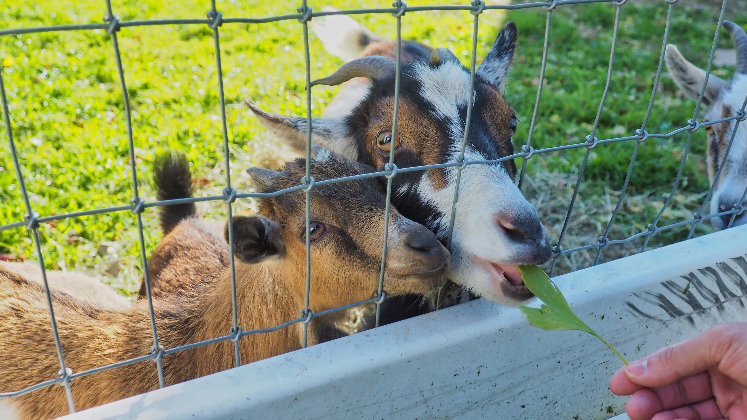 Amish Farm and House