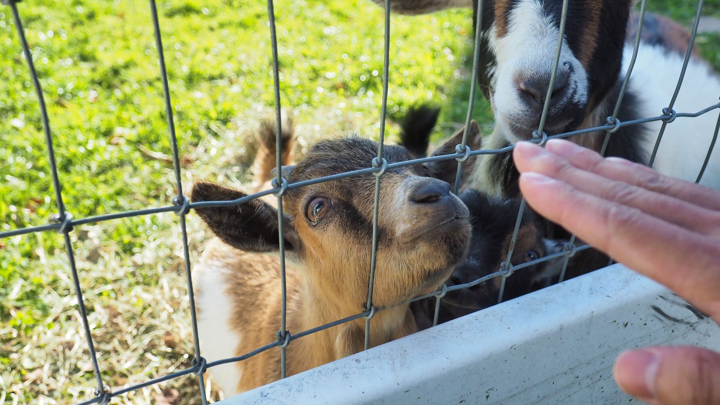 Amish Farm and House