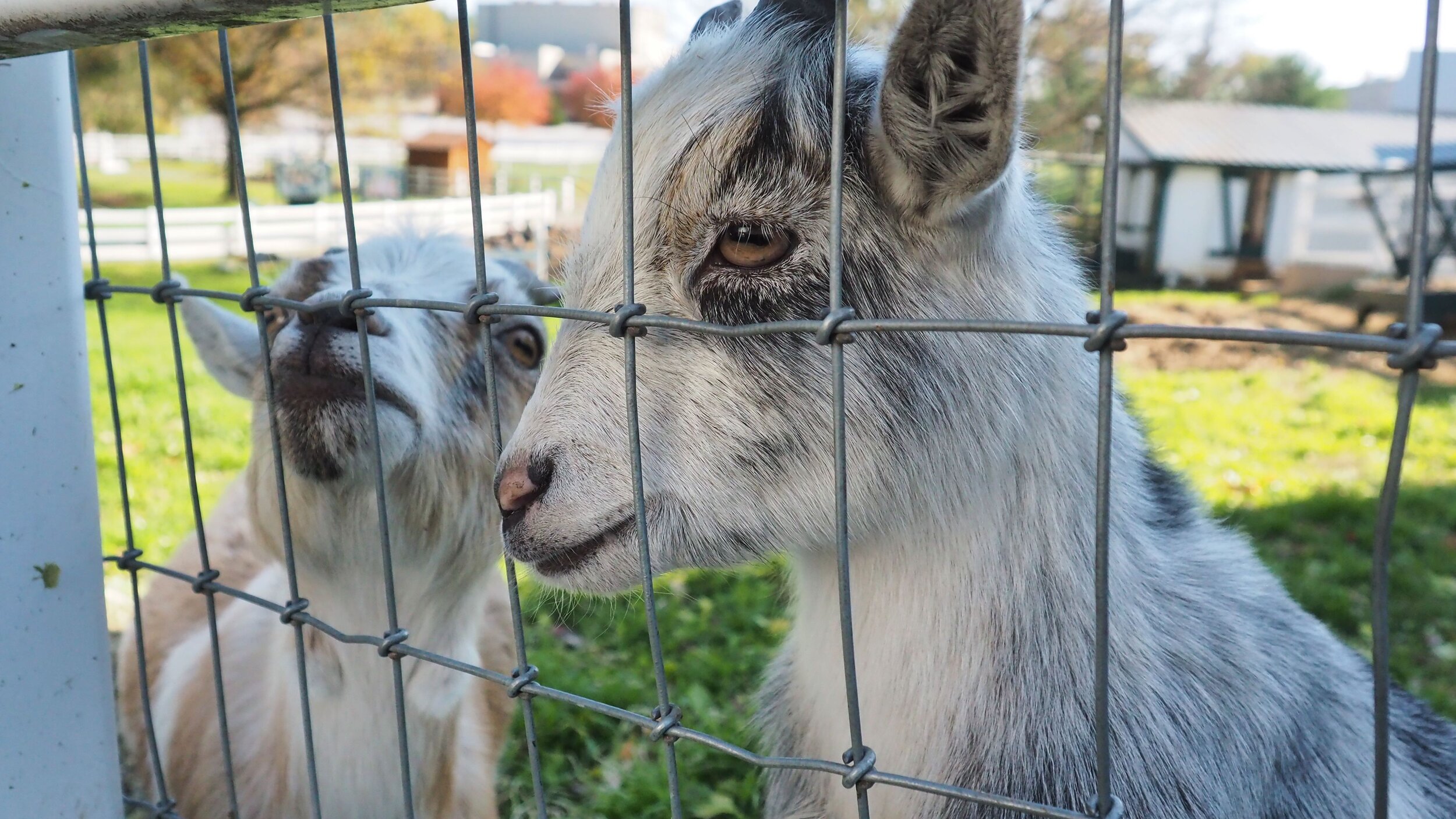 Amish Farm and House