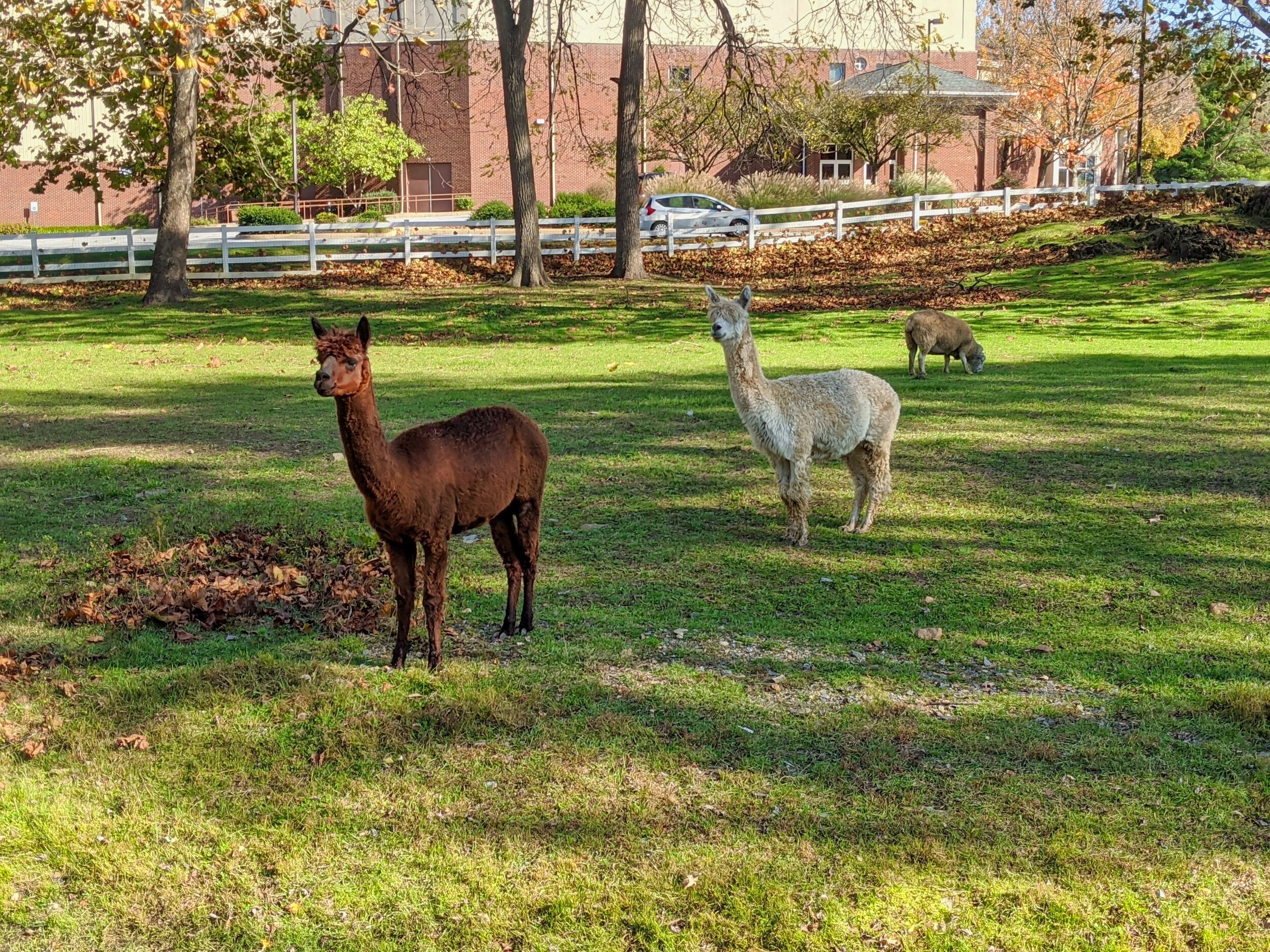 Amish Farm and House