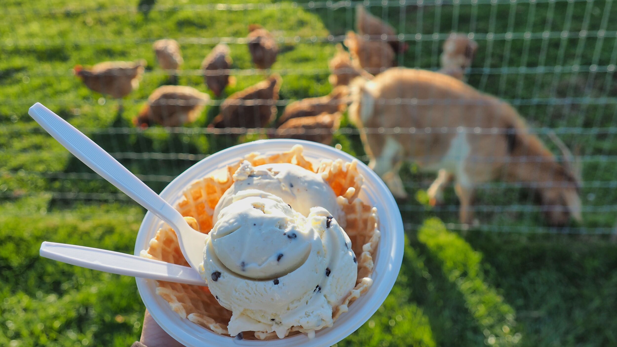 Down on the Farm Creamery