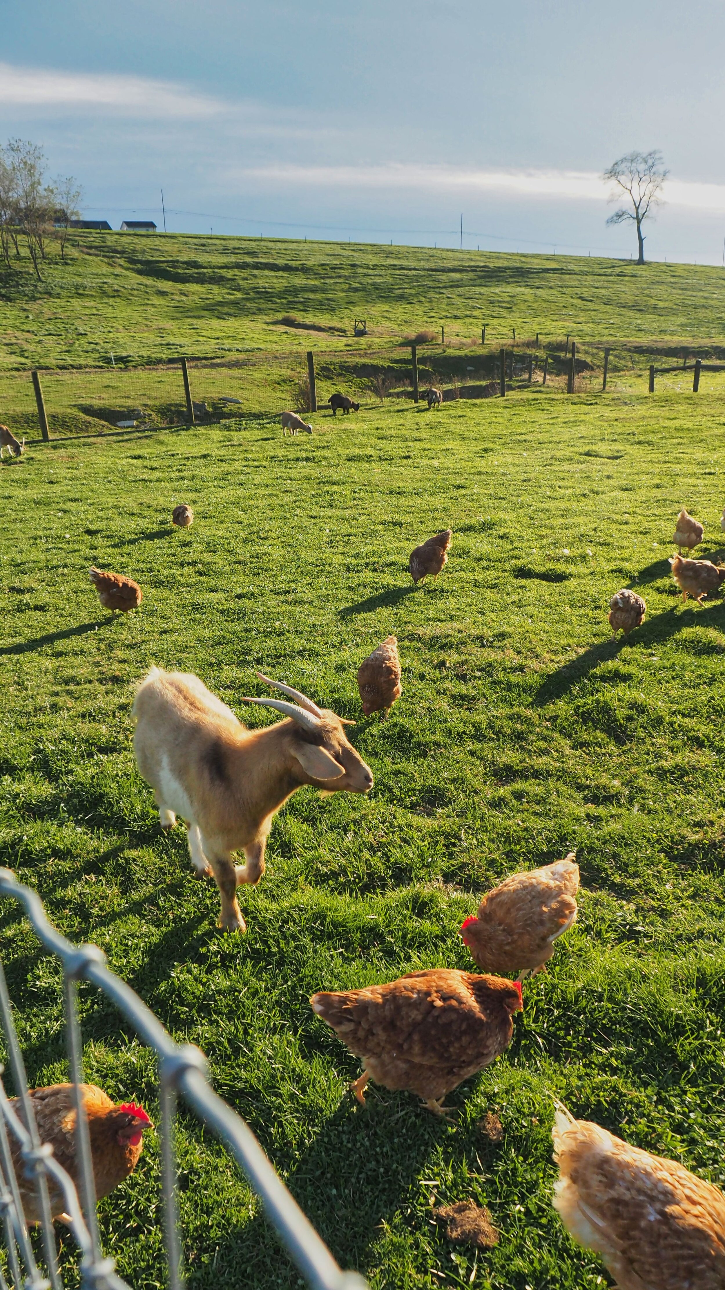 Down on the Farm Creamery