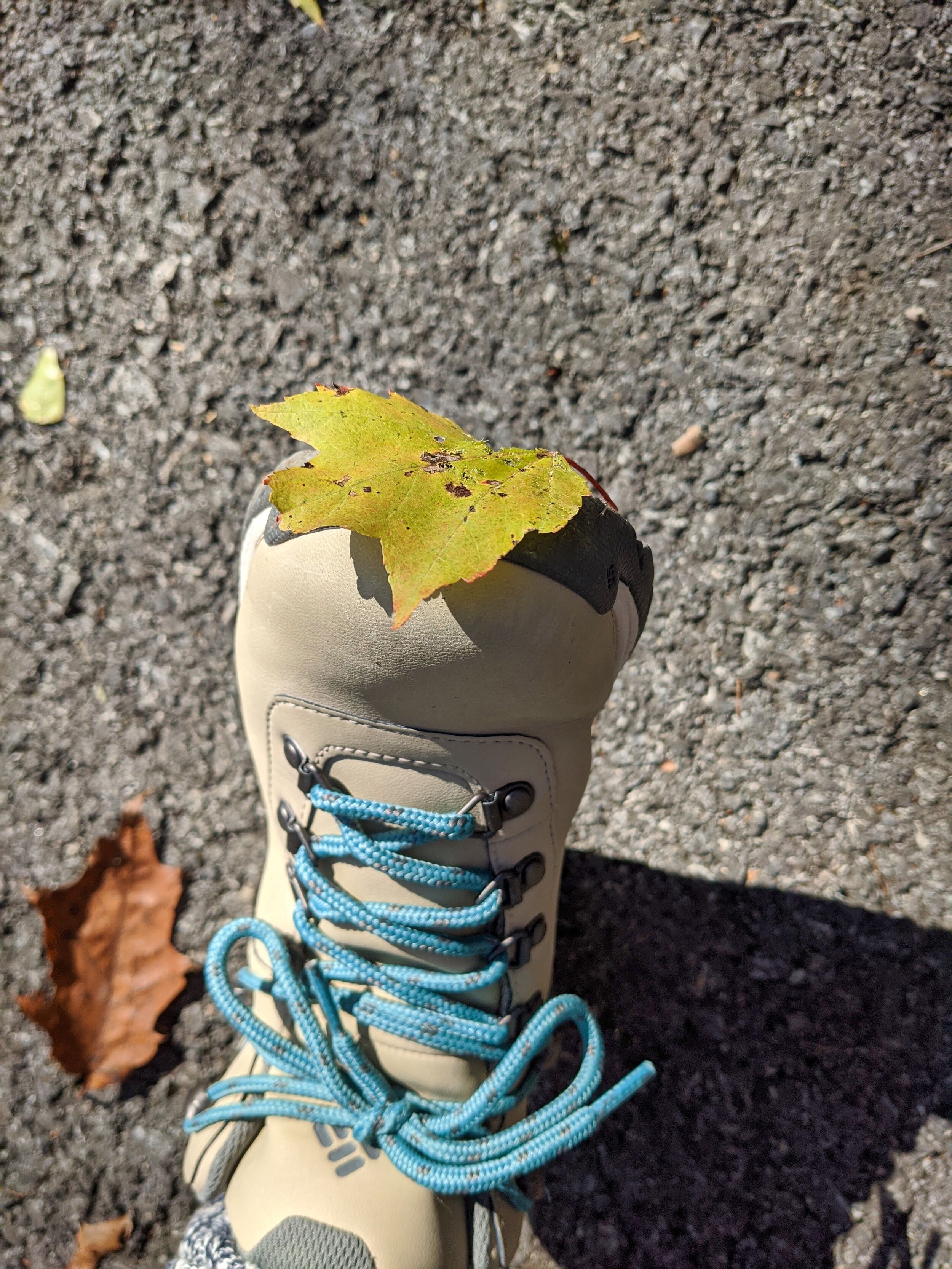 leaf-shoe.jpg