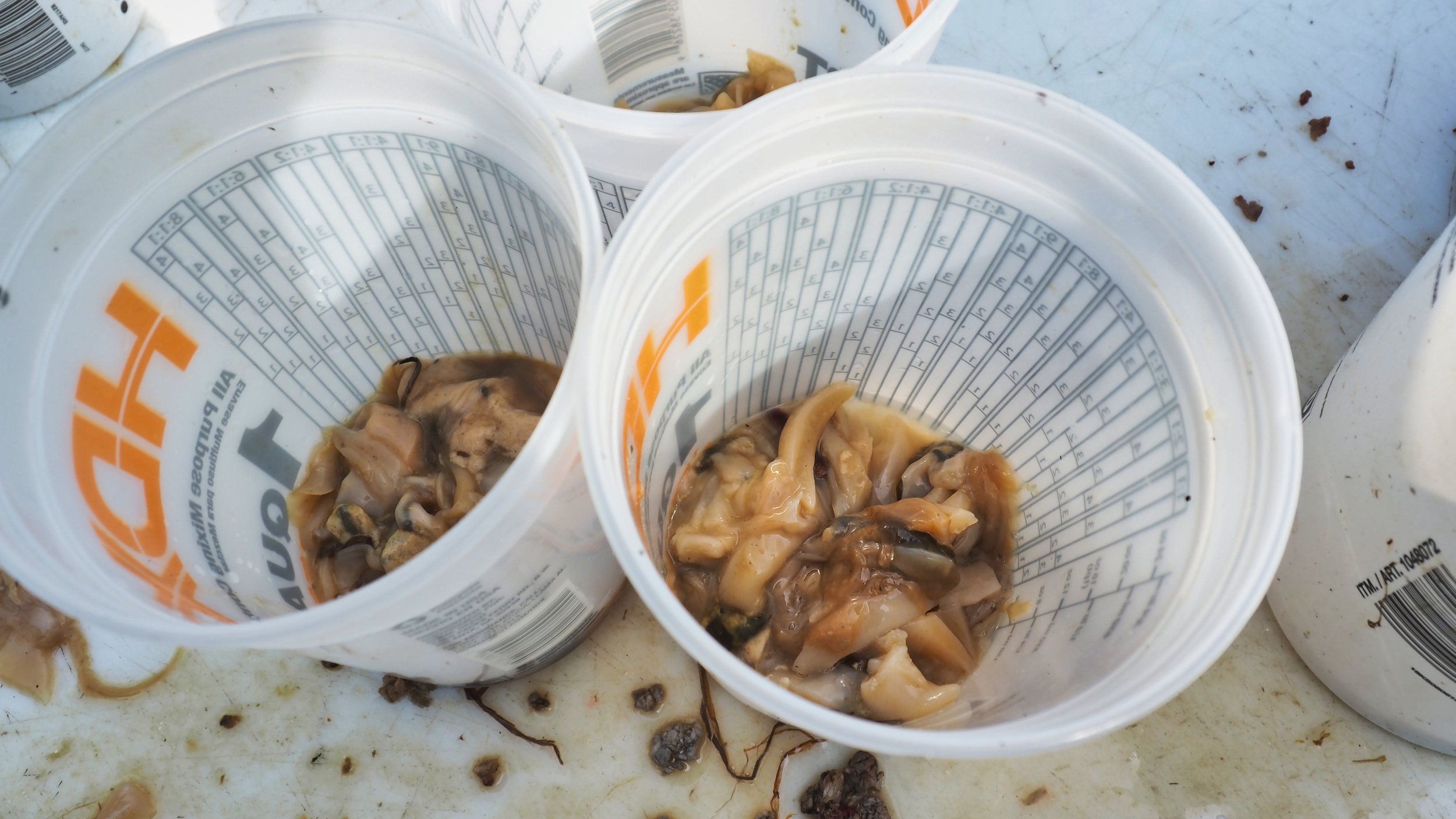 long island fishing bait