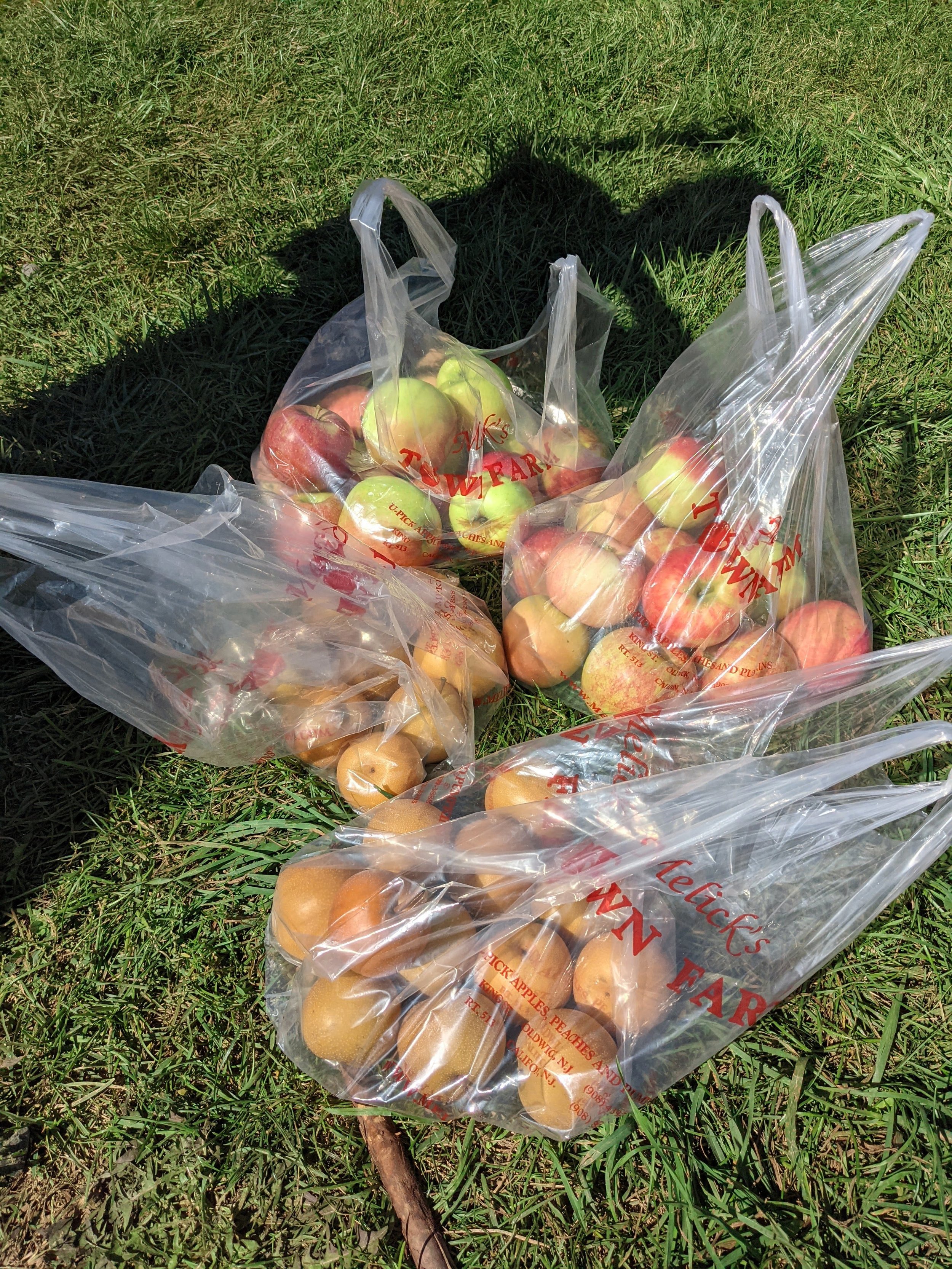 Apple picking New York