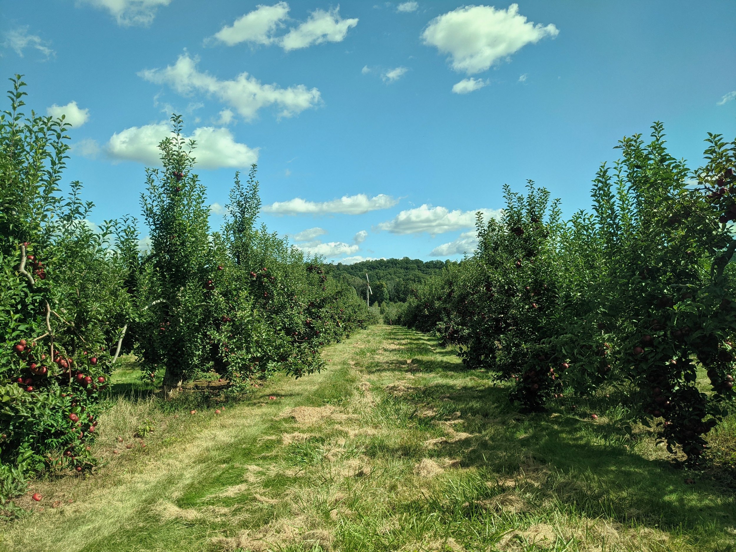 apple pick farm new jersey