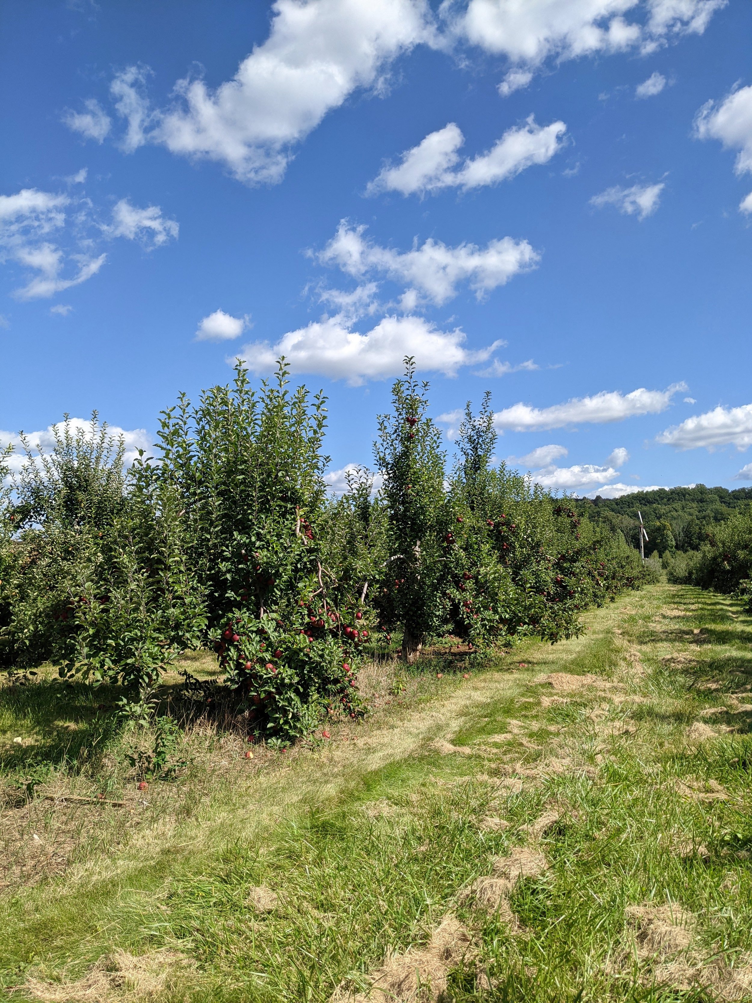 Fall farm picking New York