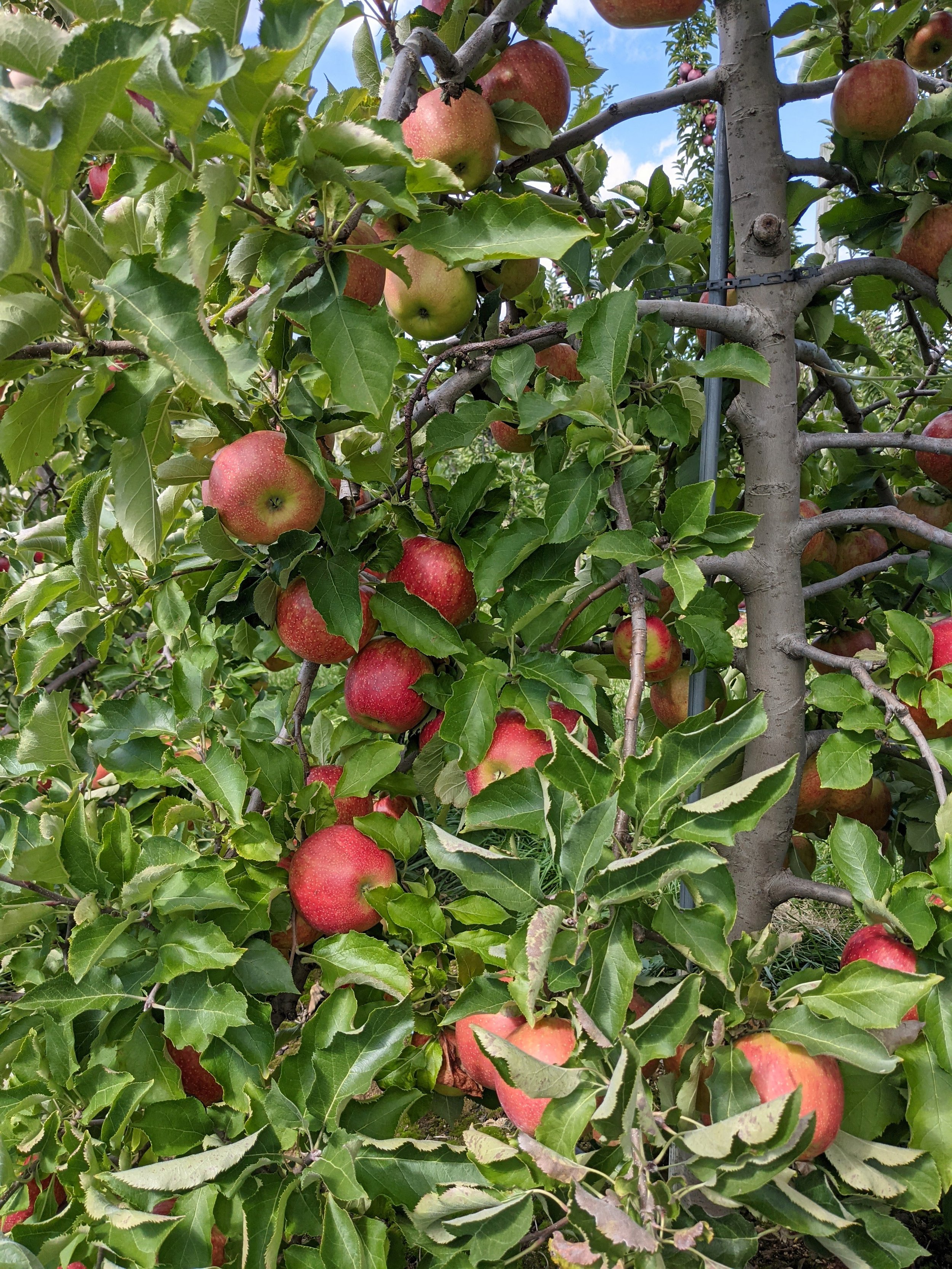U-Pick apples New Jersey