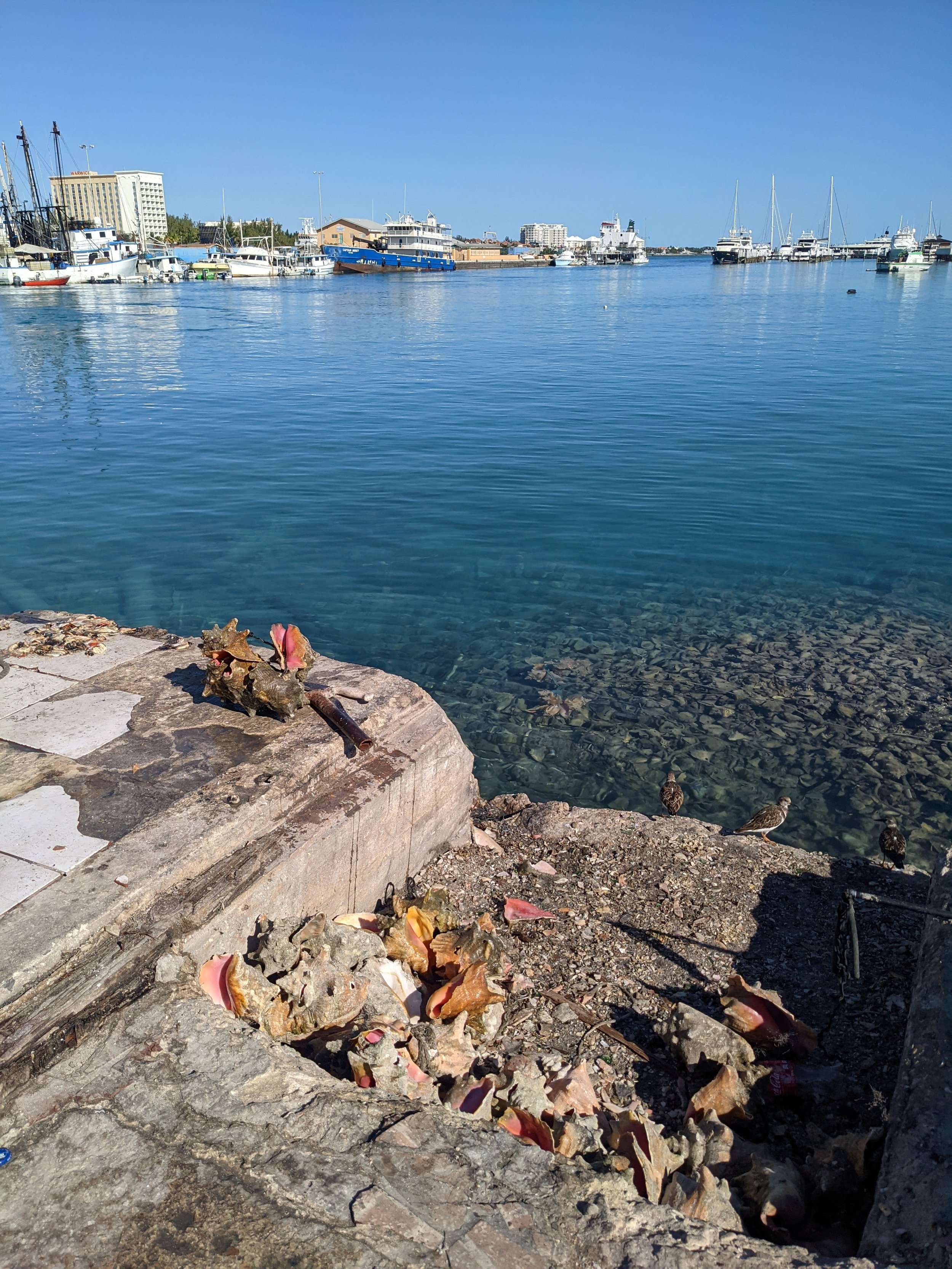 fresh conch Nassau Bahamas