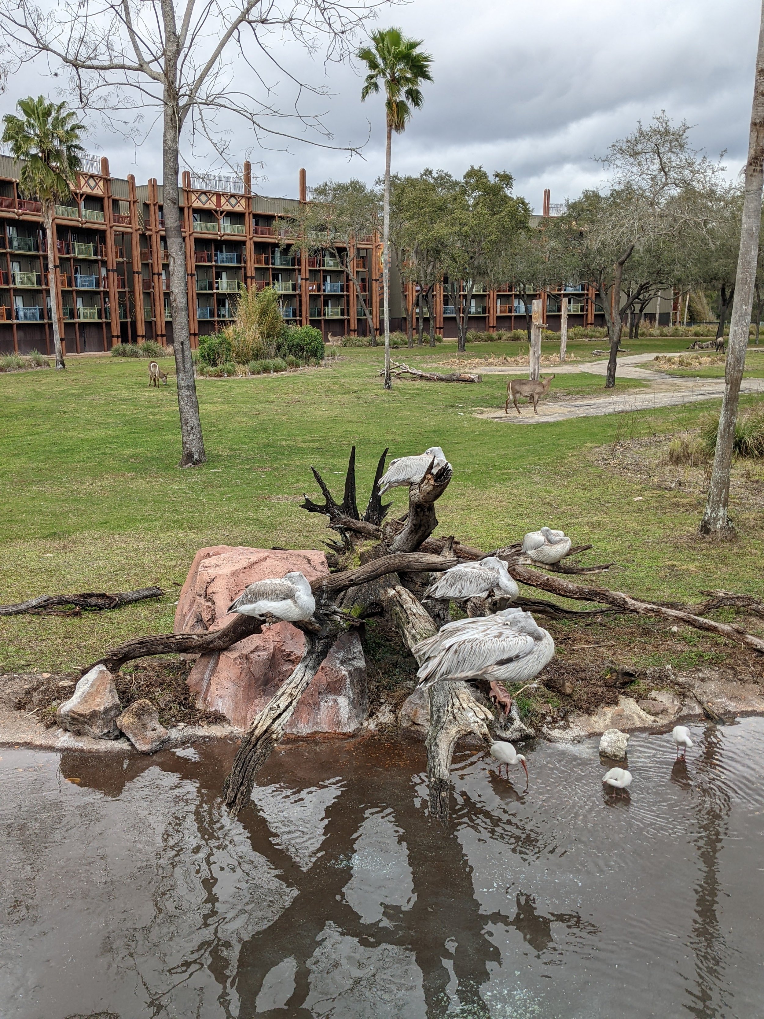 Disney World Animal Kingdom Lodge