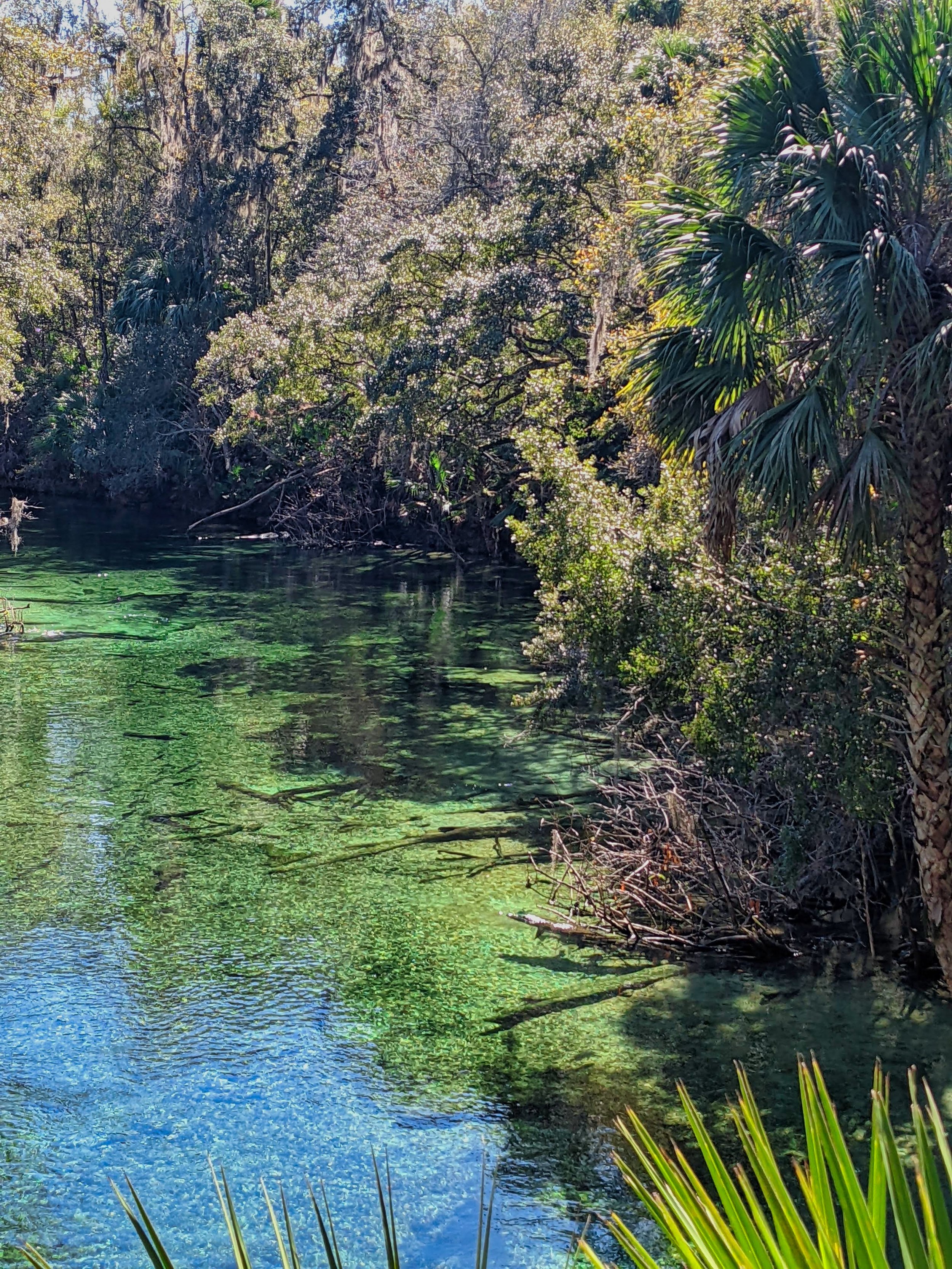 manatee gator Orlando Florida