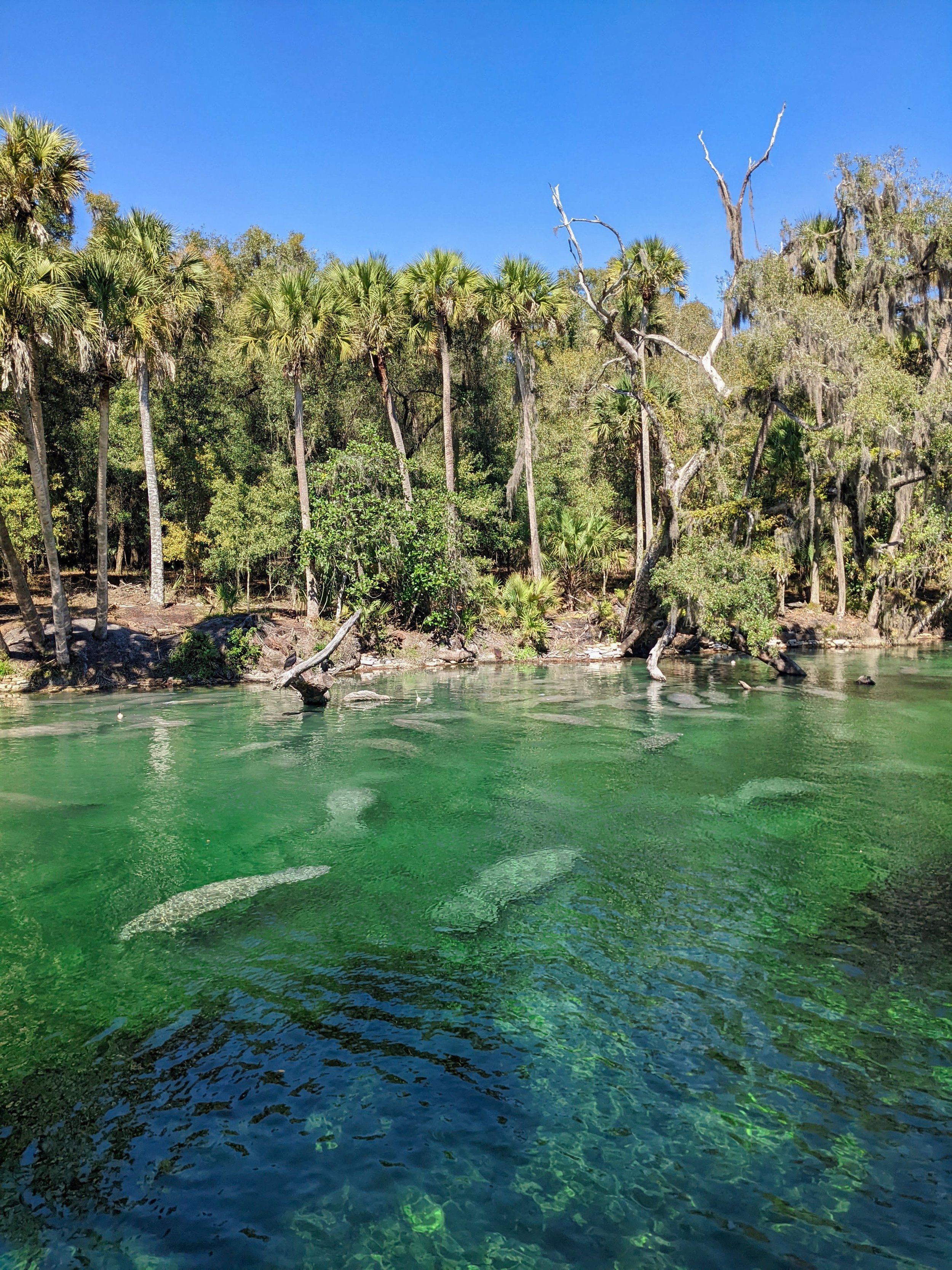Florida Manatee Blue Spring State Park