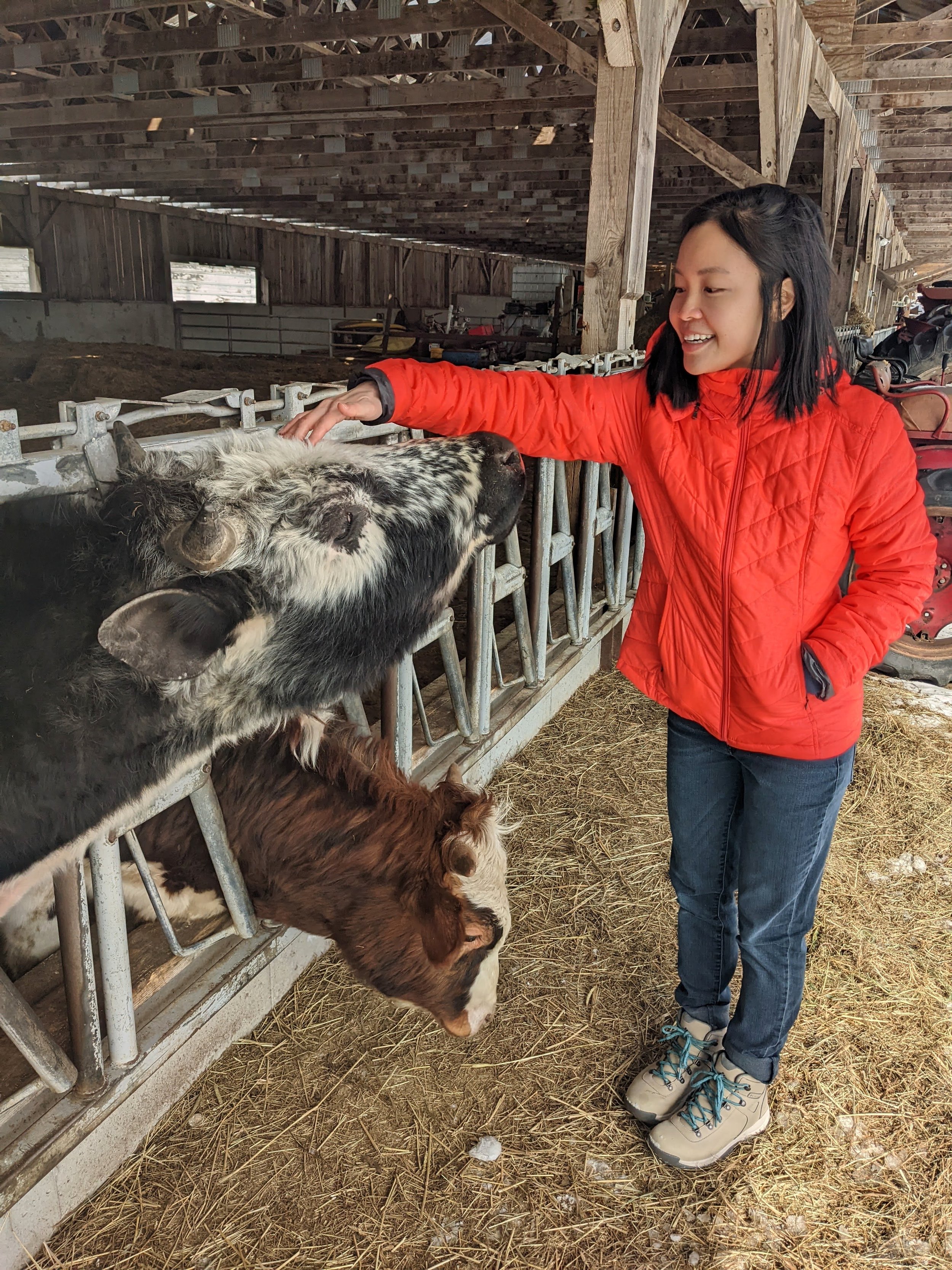 Vermont farm cow milk