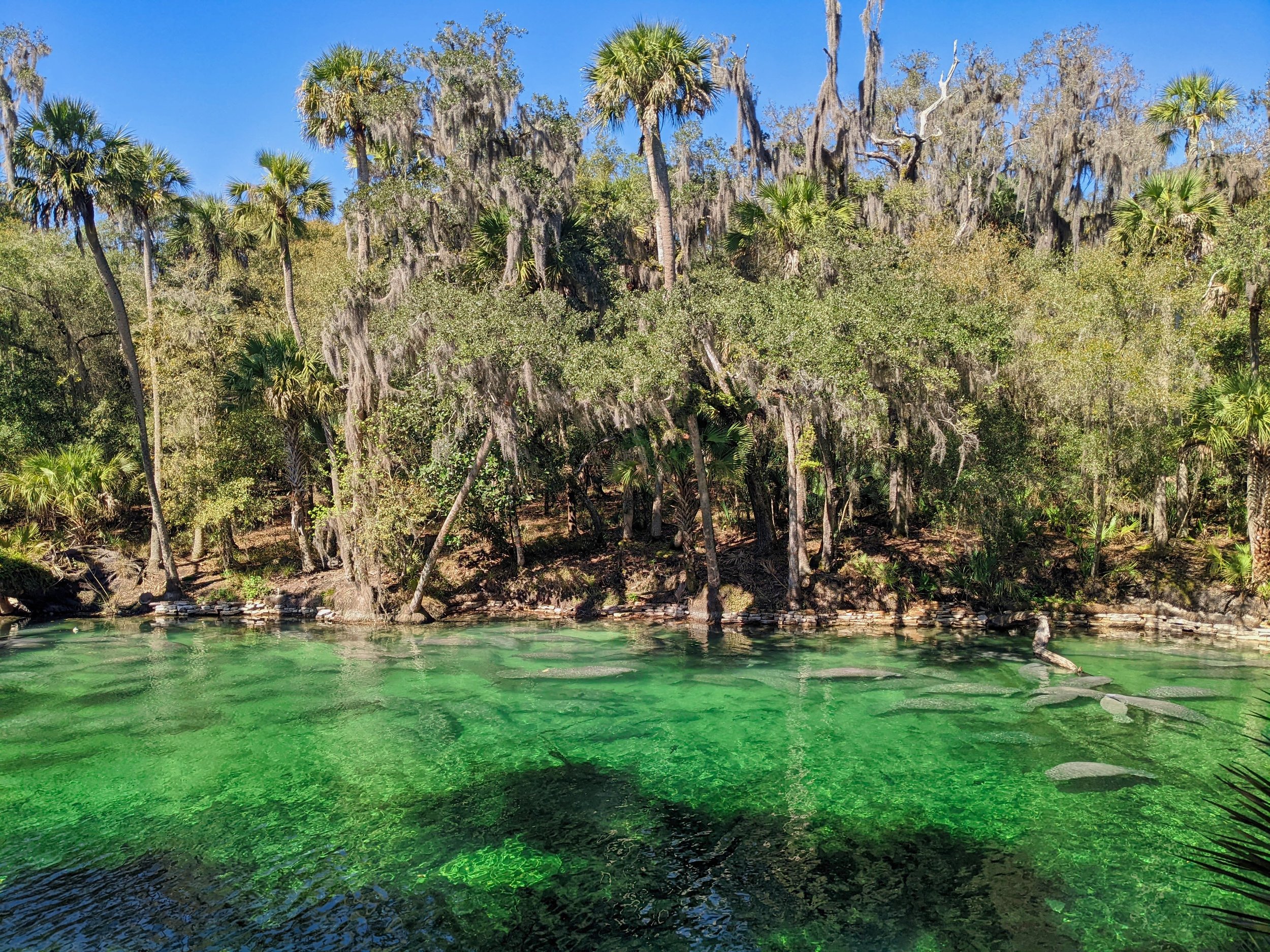 Blue Spring State Park manatee Orlando Florida