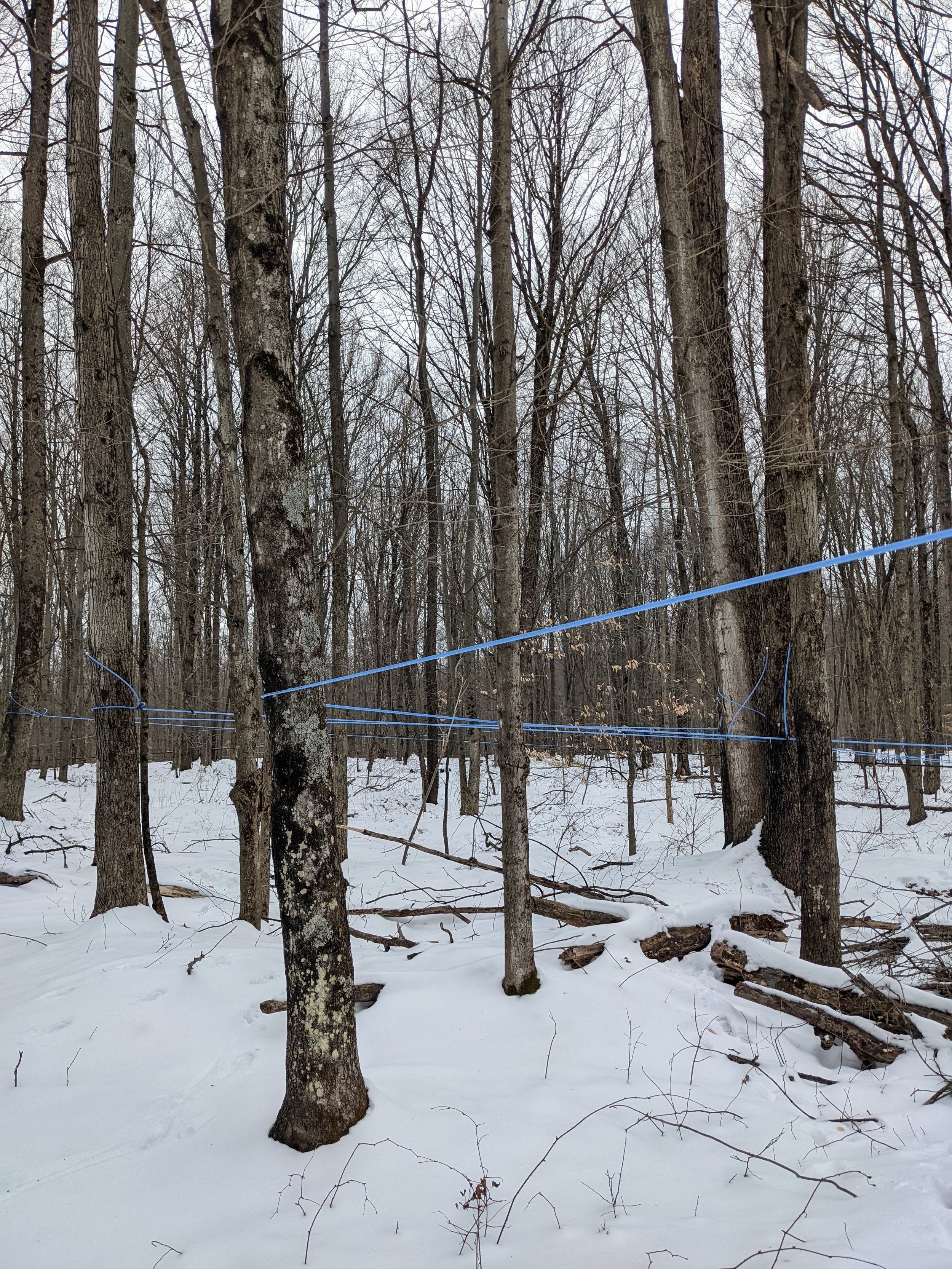 visit maple farm in Vermont