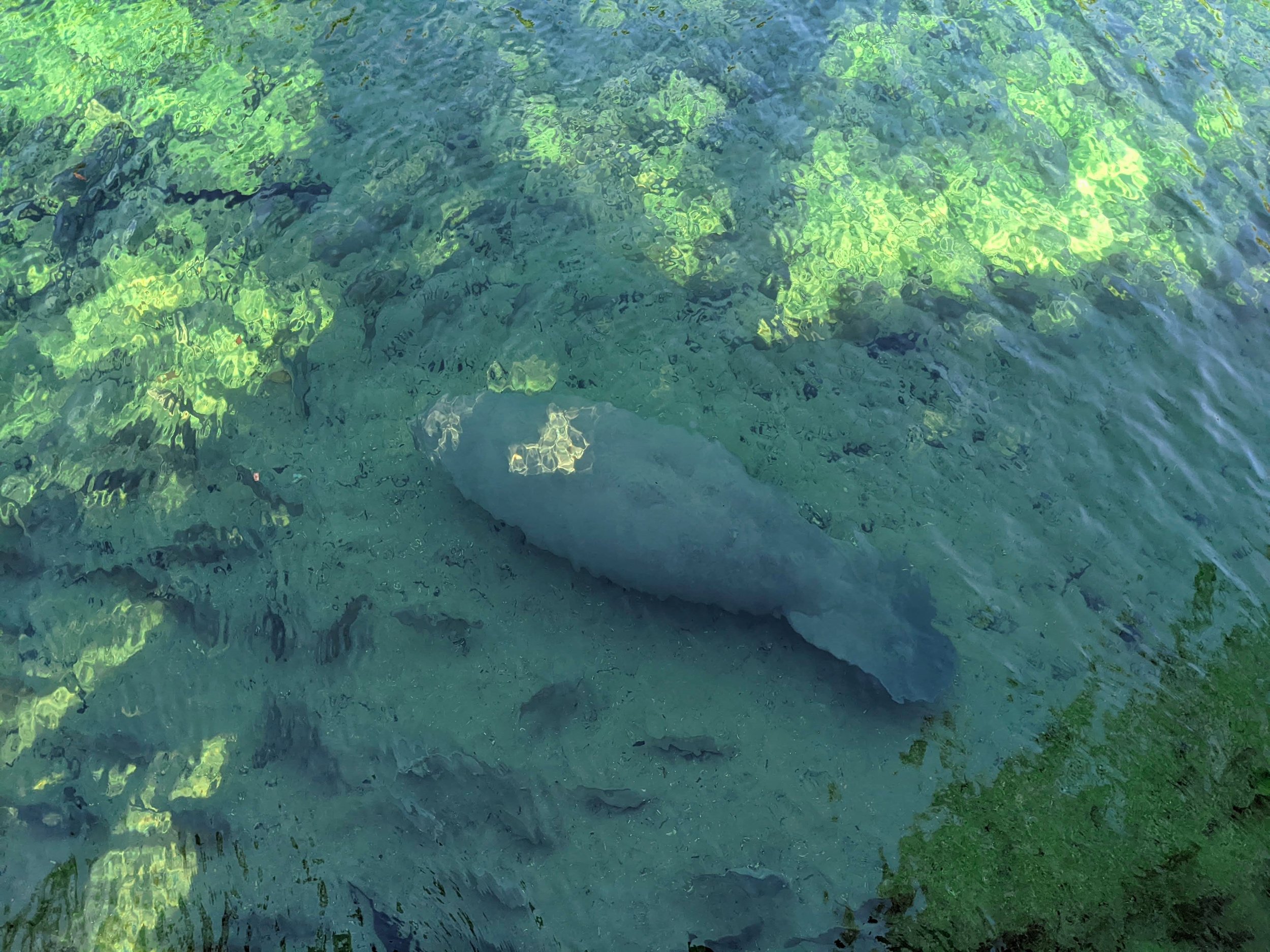 manatee season south Florida
