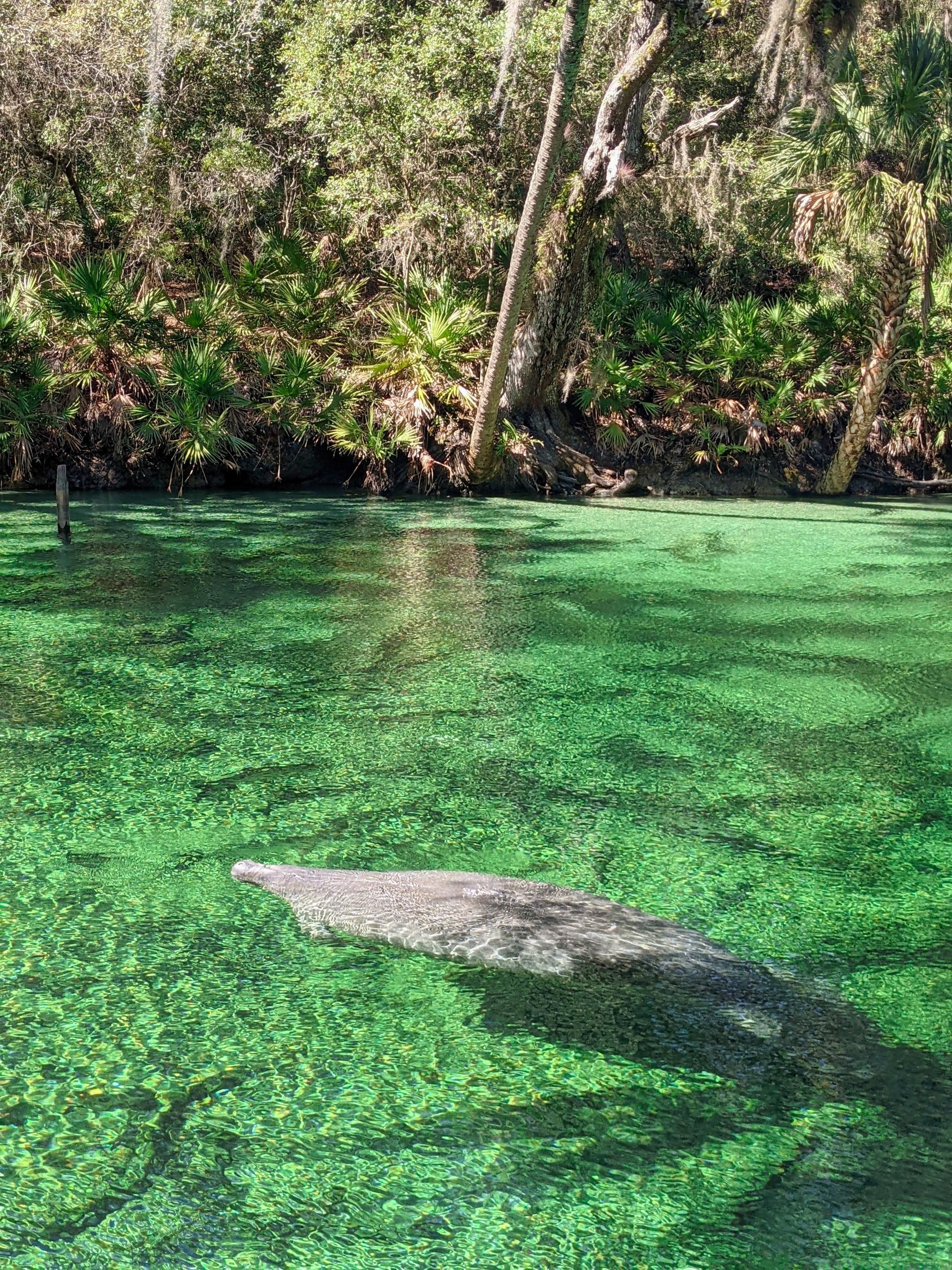Blue Spring manatee Florida