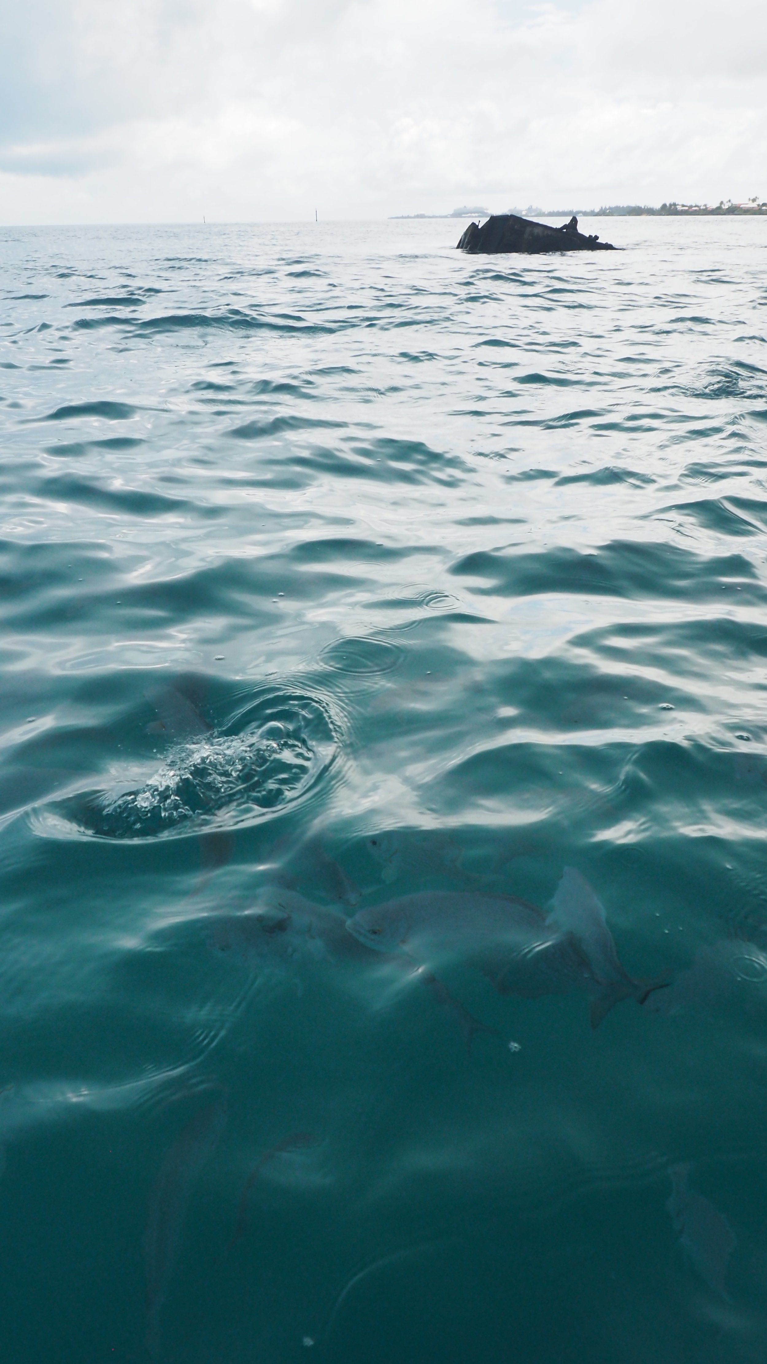Vixen shipwreck bermuda fish