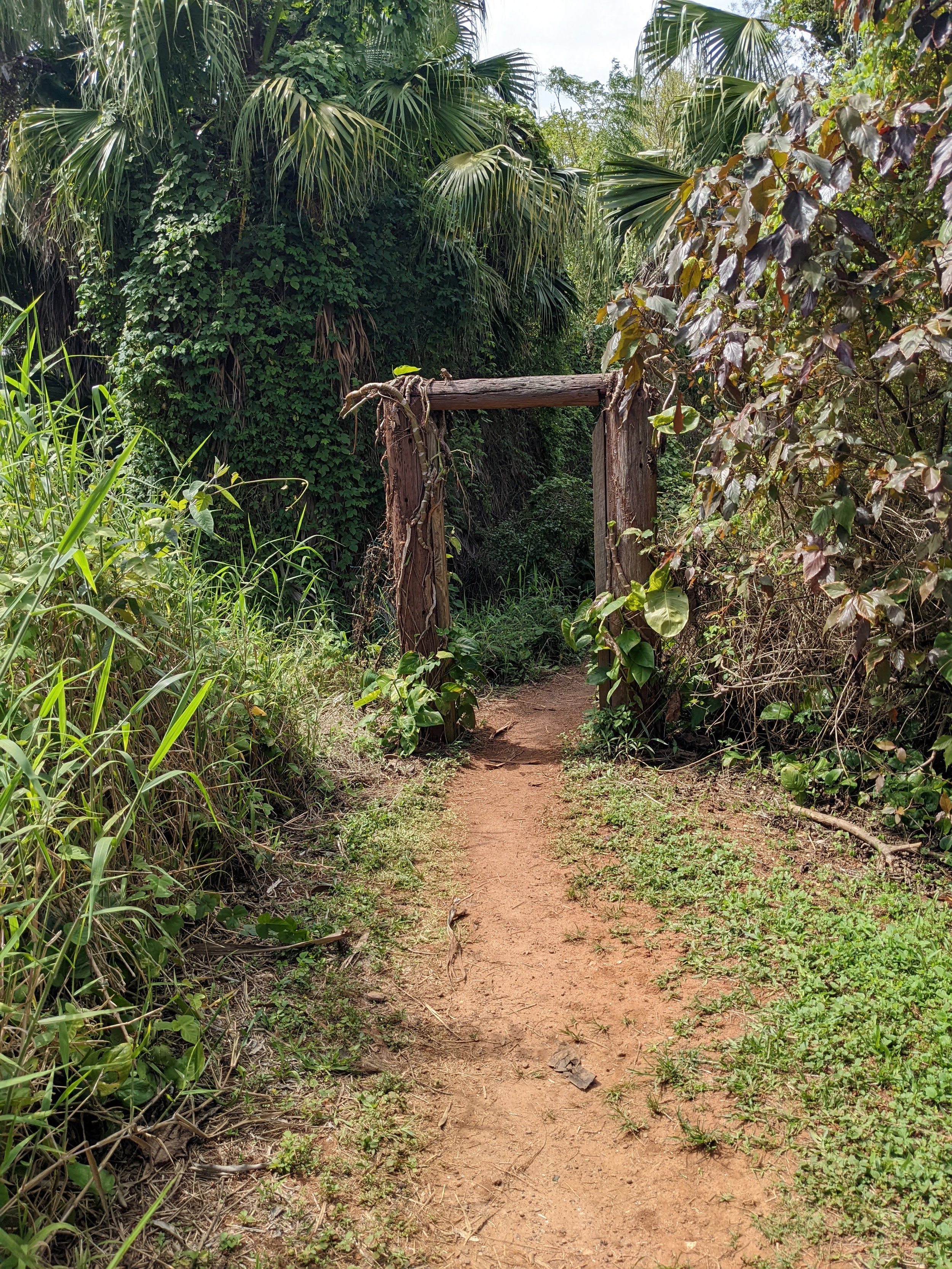 Tom Moore's jungle blue hole