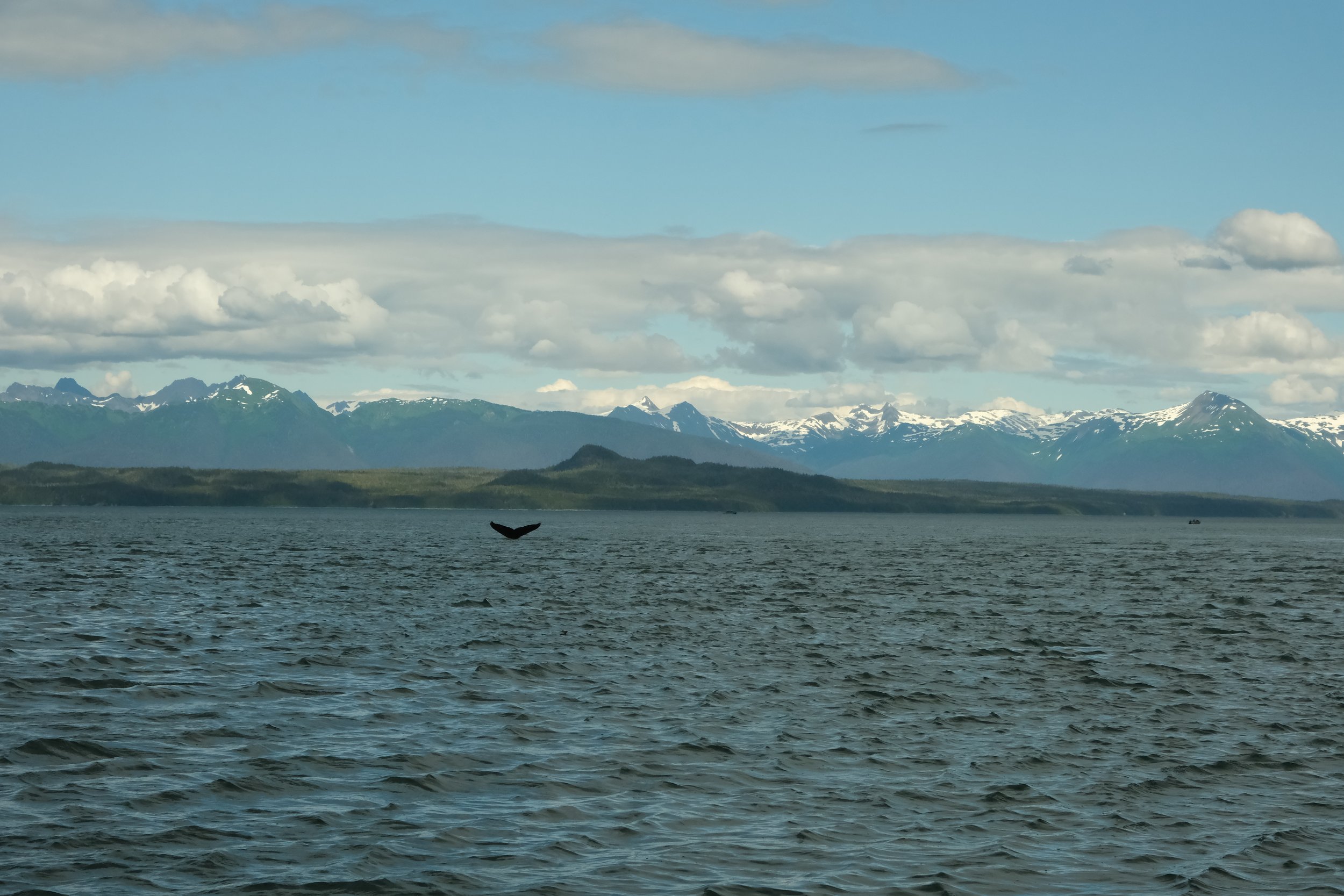 whale tale Alaska