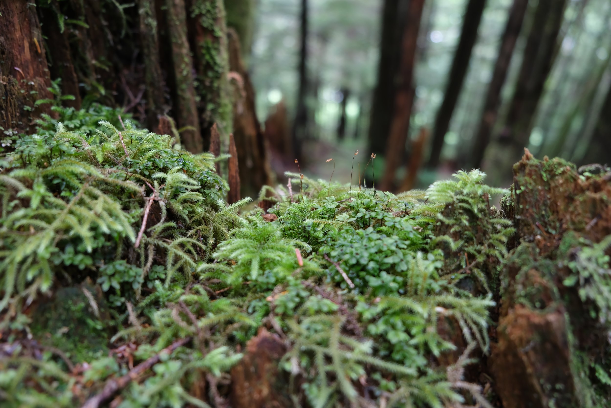 Ketchikan Alaska hike