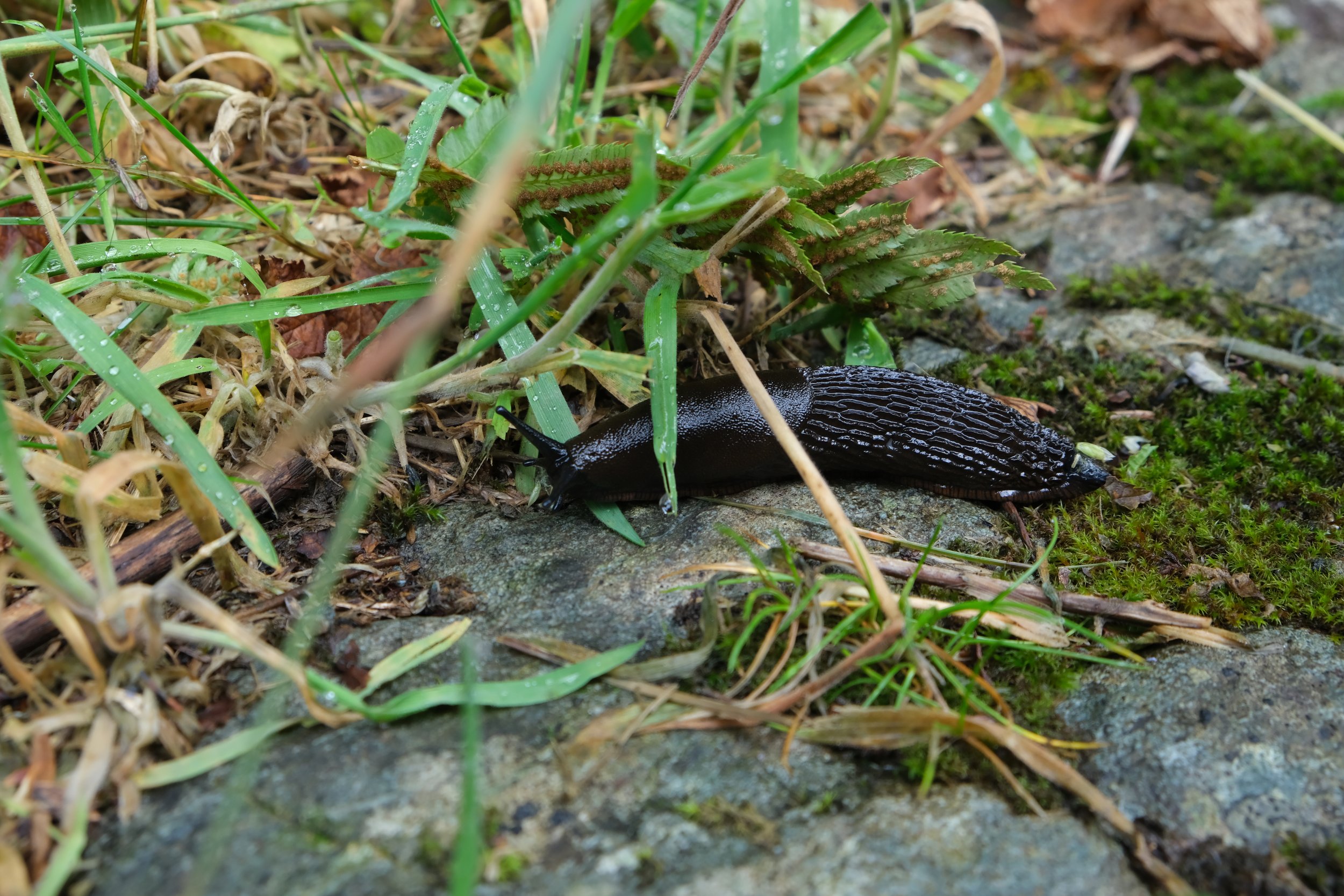 Alaska Rainbird Trail
