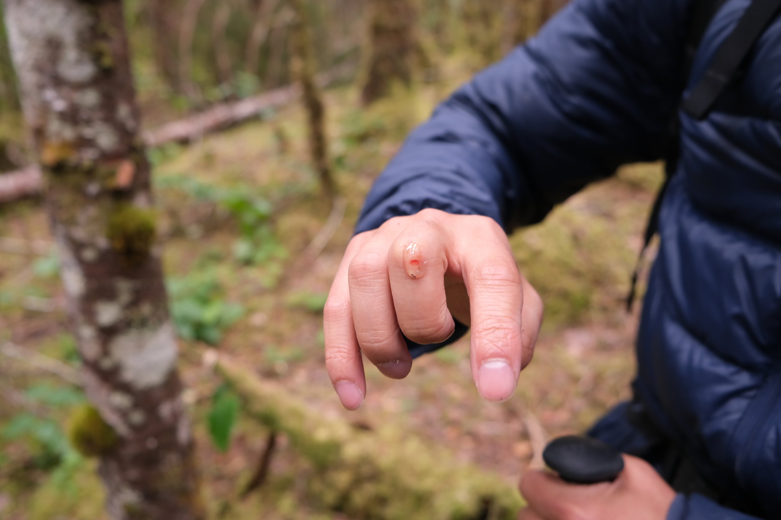 forest medicine Alaska