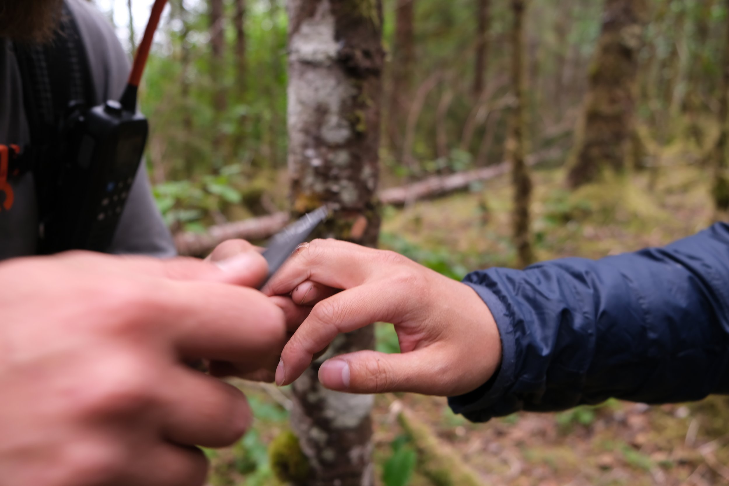 forest medicine Alaska