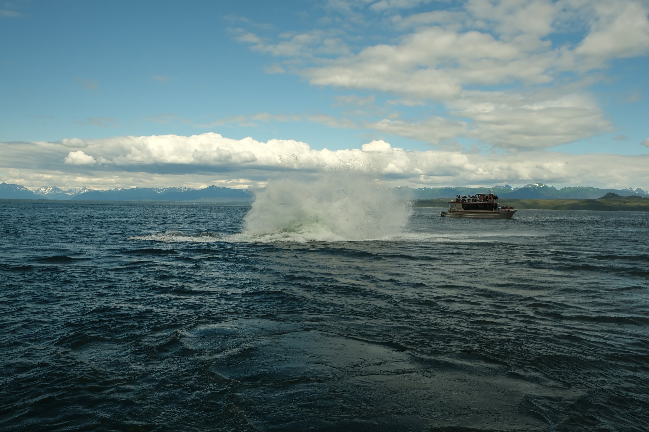 whale splash Alaska