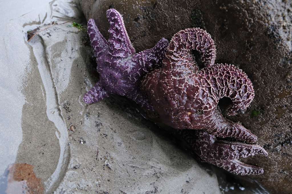 Olympic Beaches and Giant&nbsp;Trees