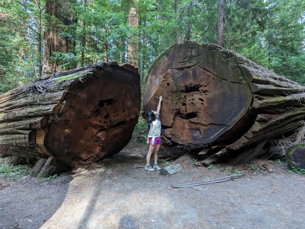 5-Day Camper Van Journey Through the&nbsp;Redwoods