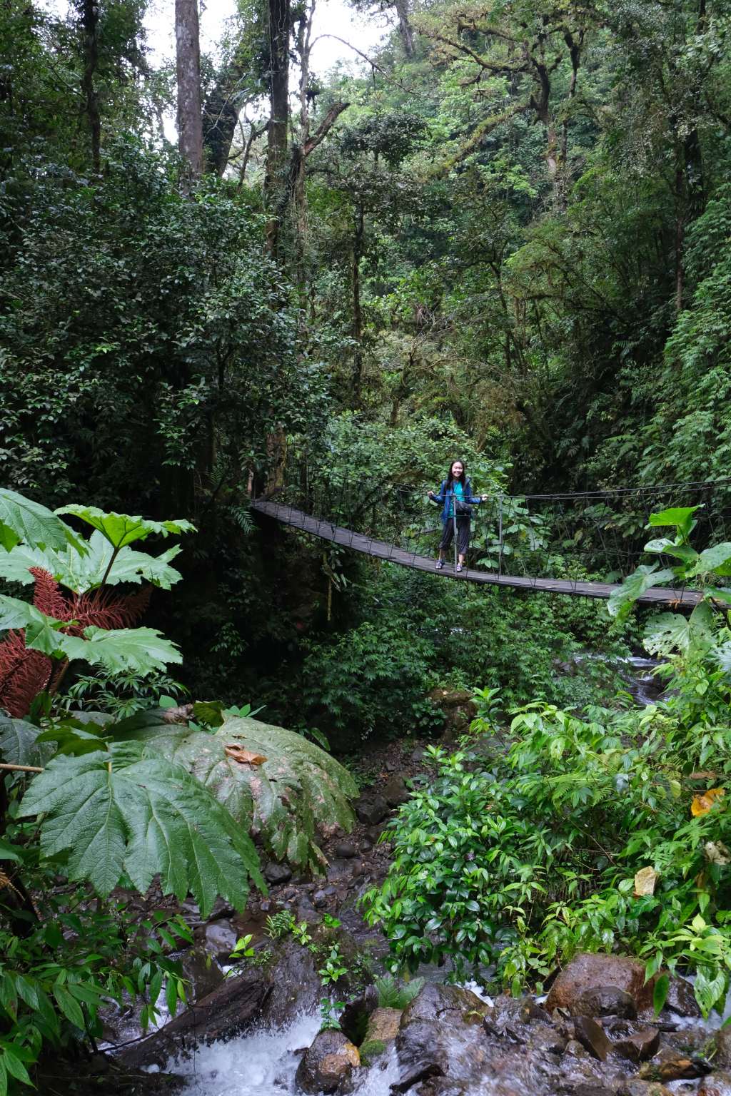 3 Days Exploring Monte Verde: A Guide to Cloud Forests, Waterfalls,&nbsp;Wildlife