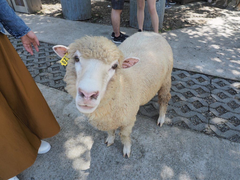 Qing Jing Sheep&nbsp;Farm