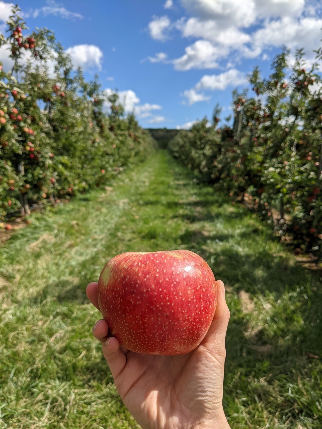 Apple Picking in New&nbsp;Jersey