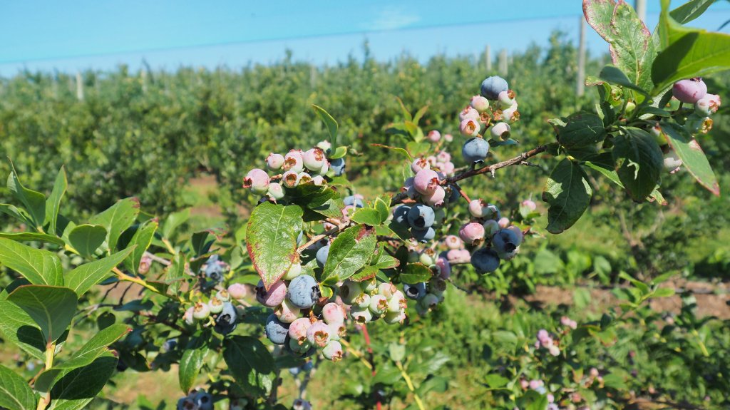 New Jersey Berry&nbsp;Picking