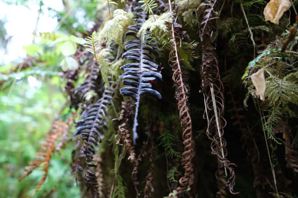 The current image has no alternative text. The file name is: dscf3050.jpg